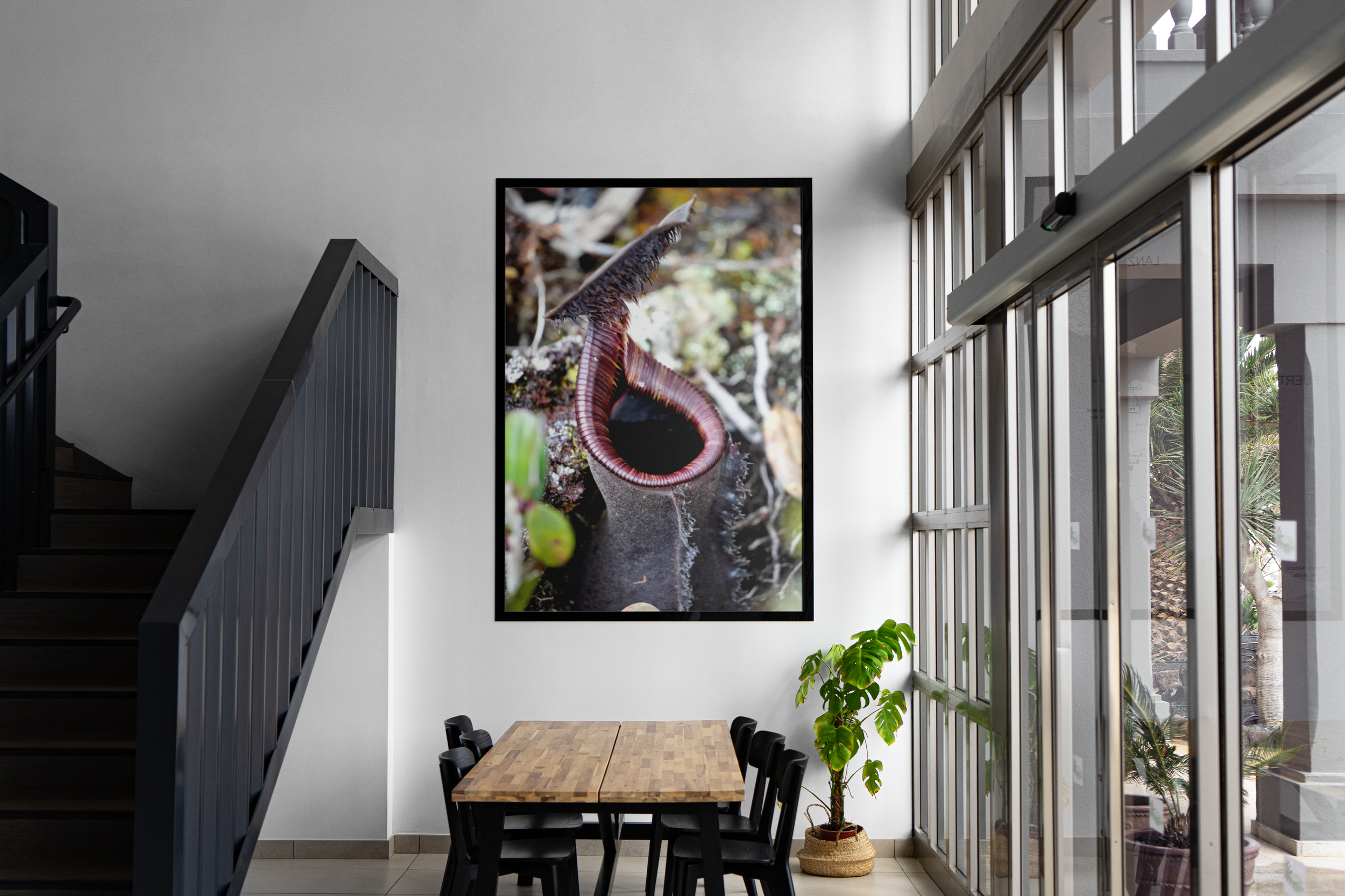 Nepenthes lowii - Lower Pitcher Mockup.png