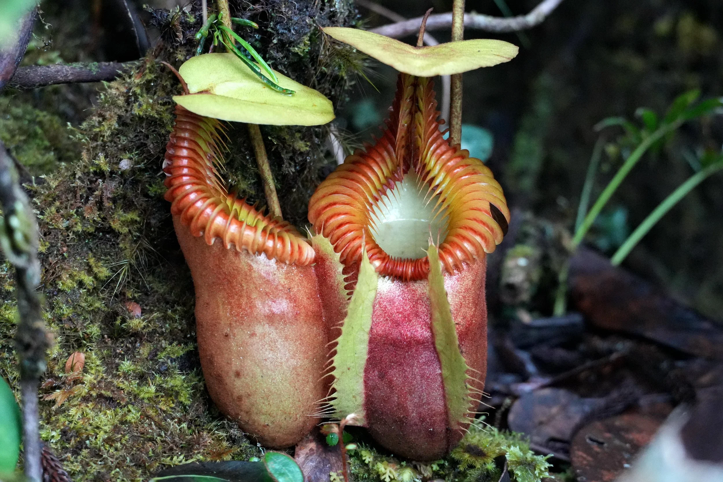 Nepenthes villosa - Pitcher Pair