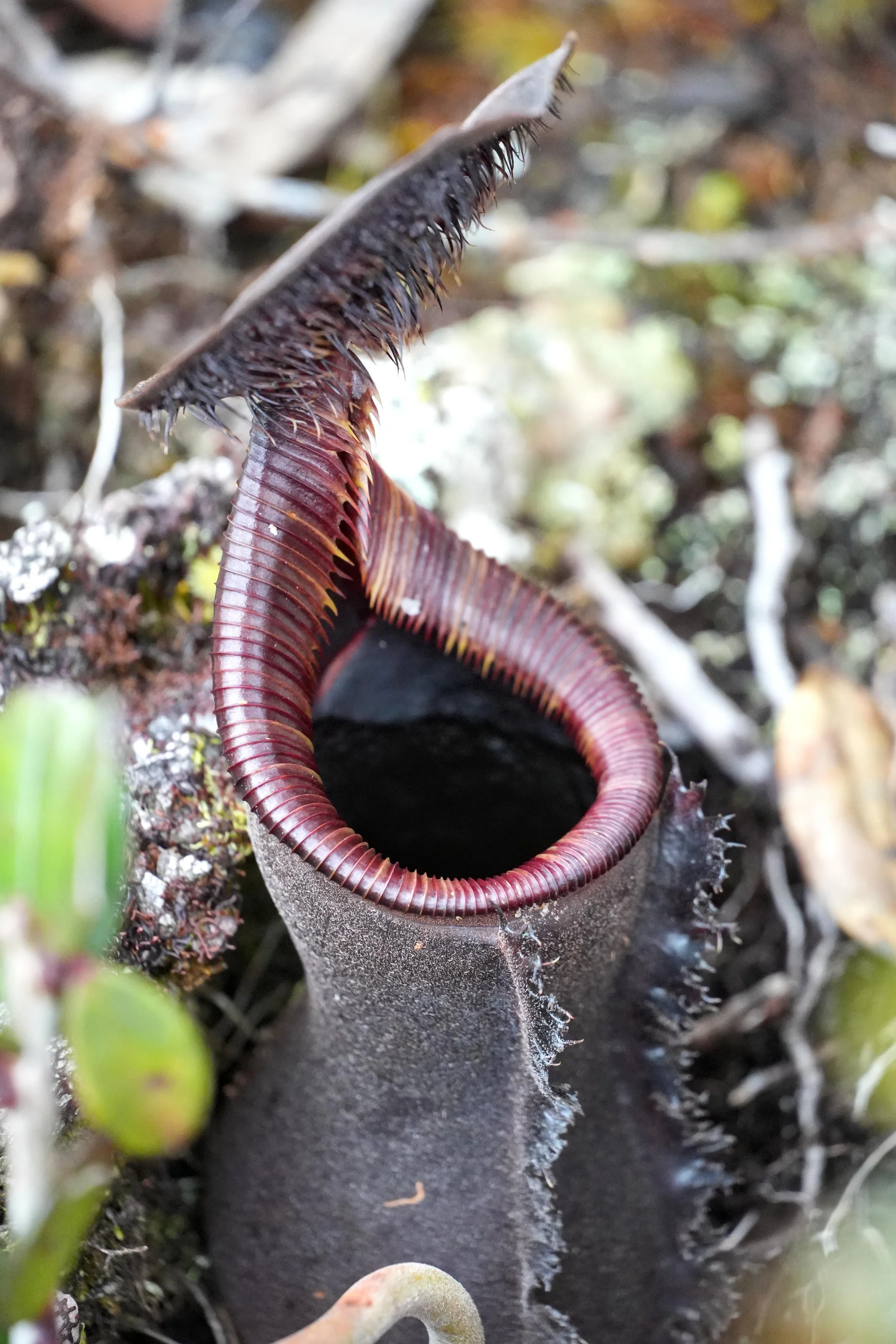 Nepenthes lowii - Lower Pitcher