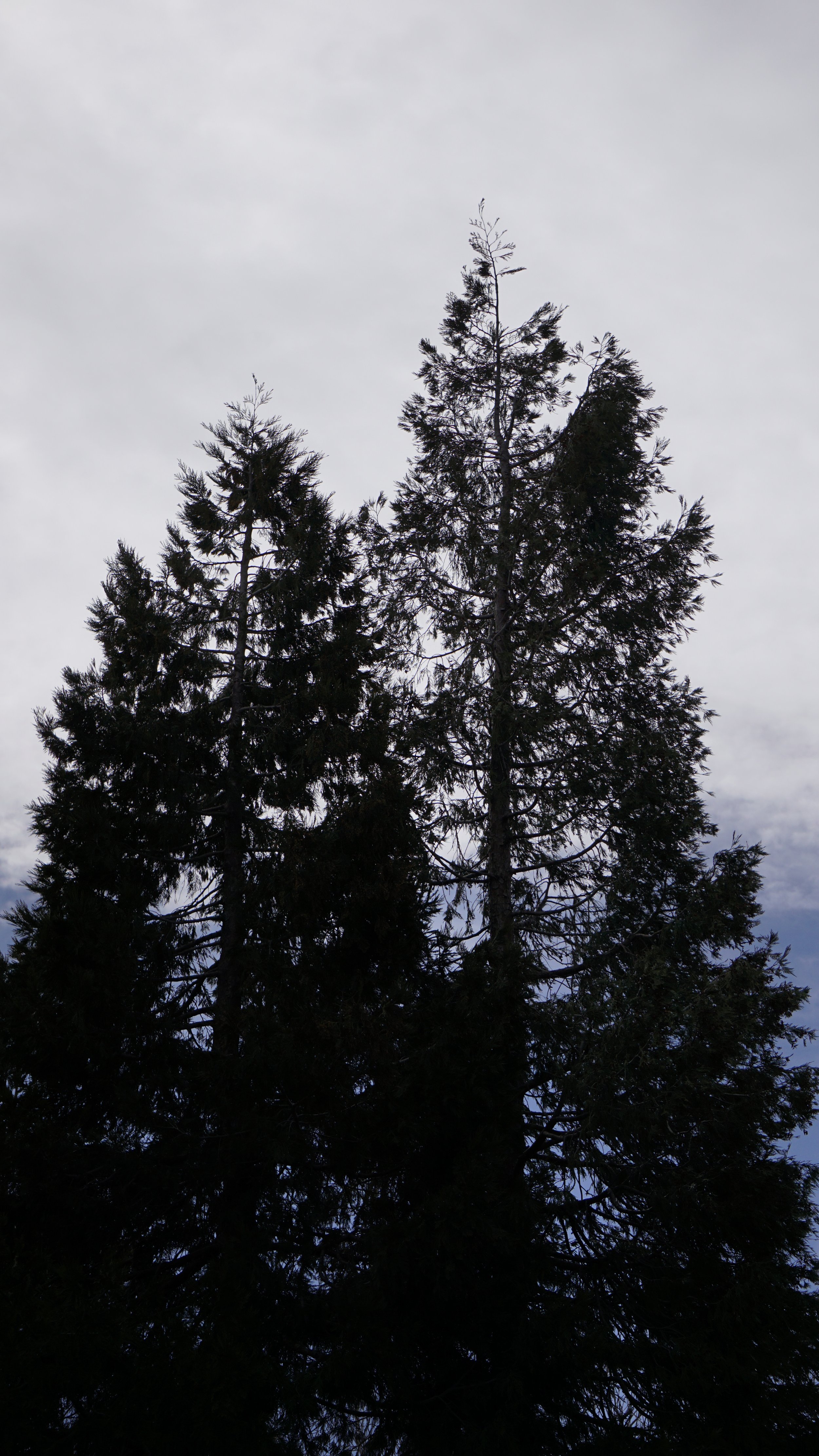 Pine trees