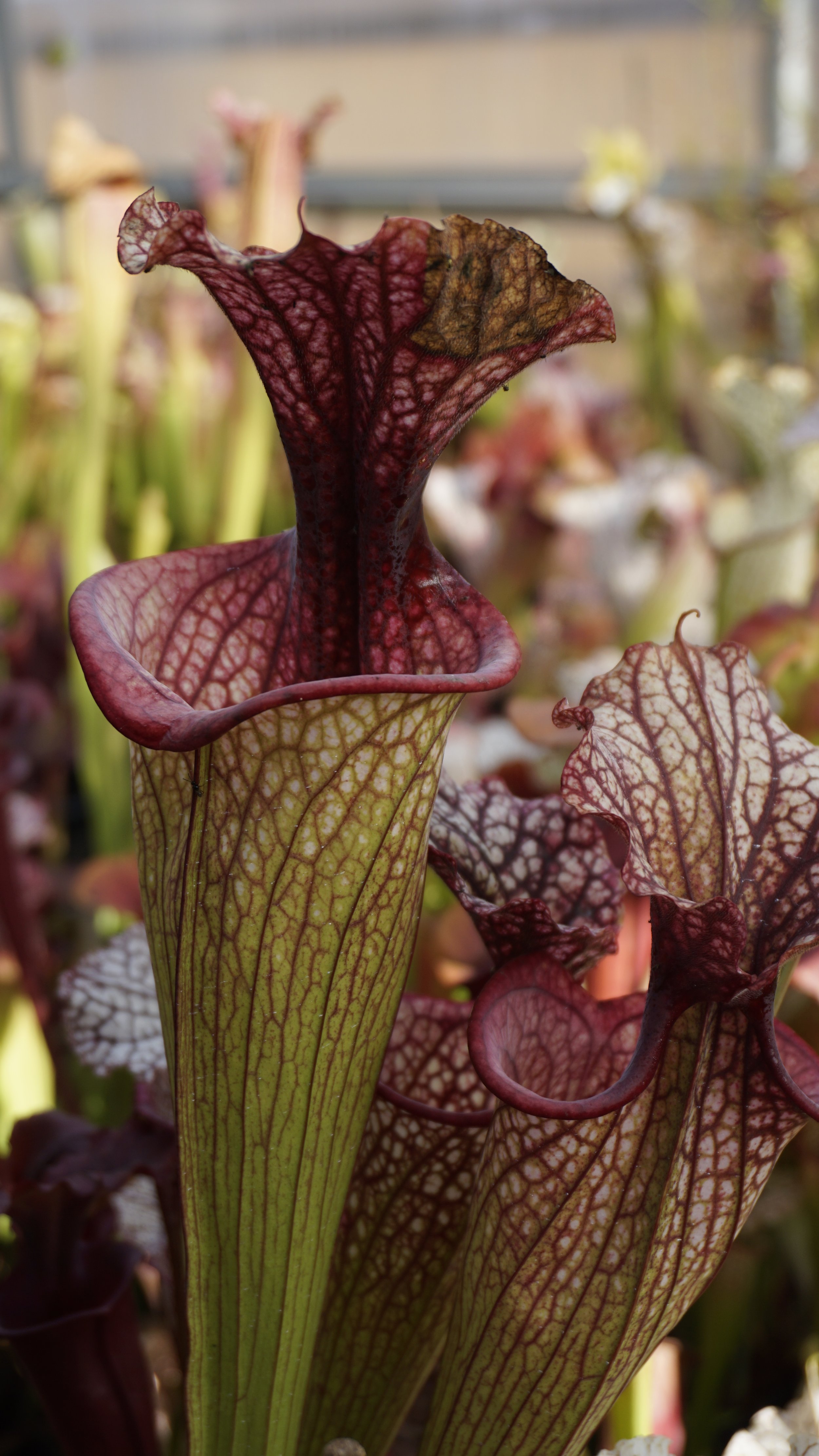 Sarracenia x moorei - 'Elizabeth Aiden'