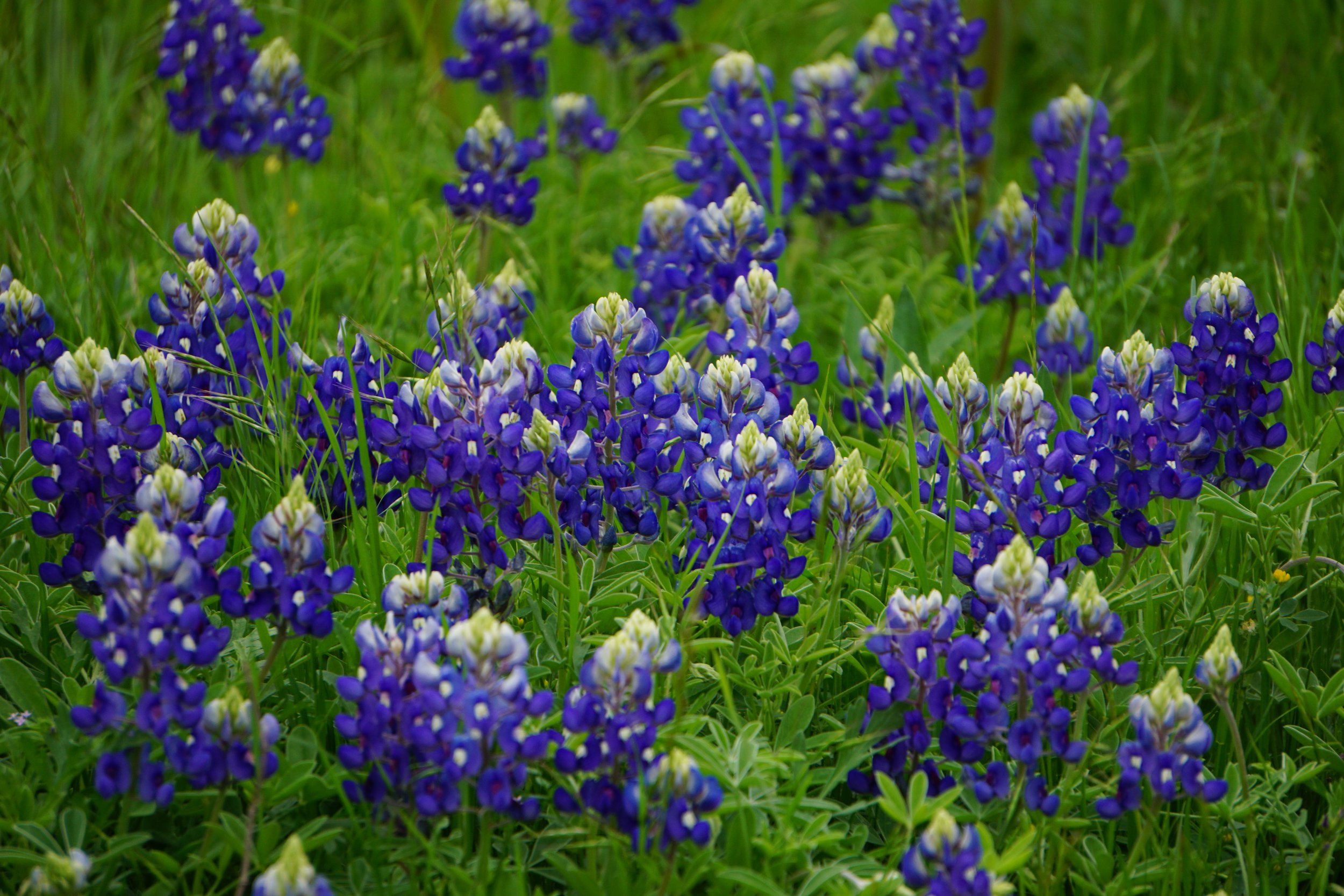 Lupinus texensis