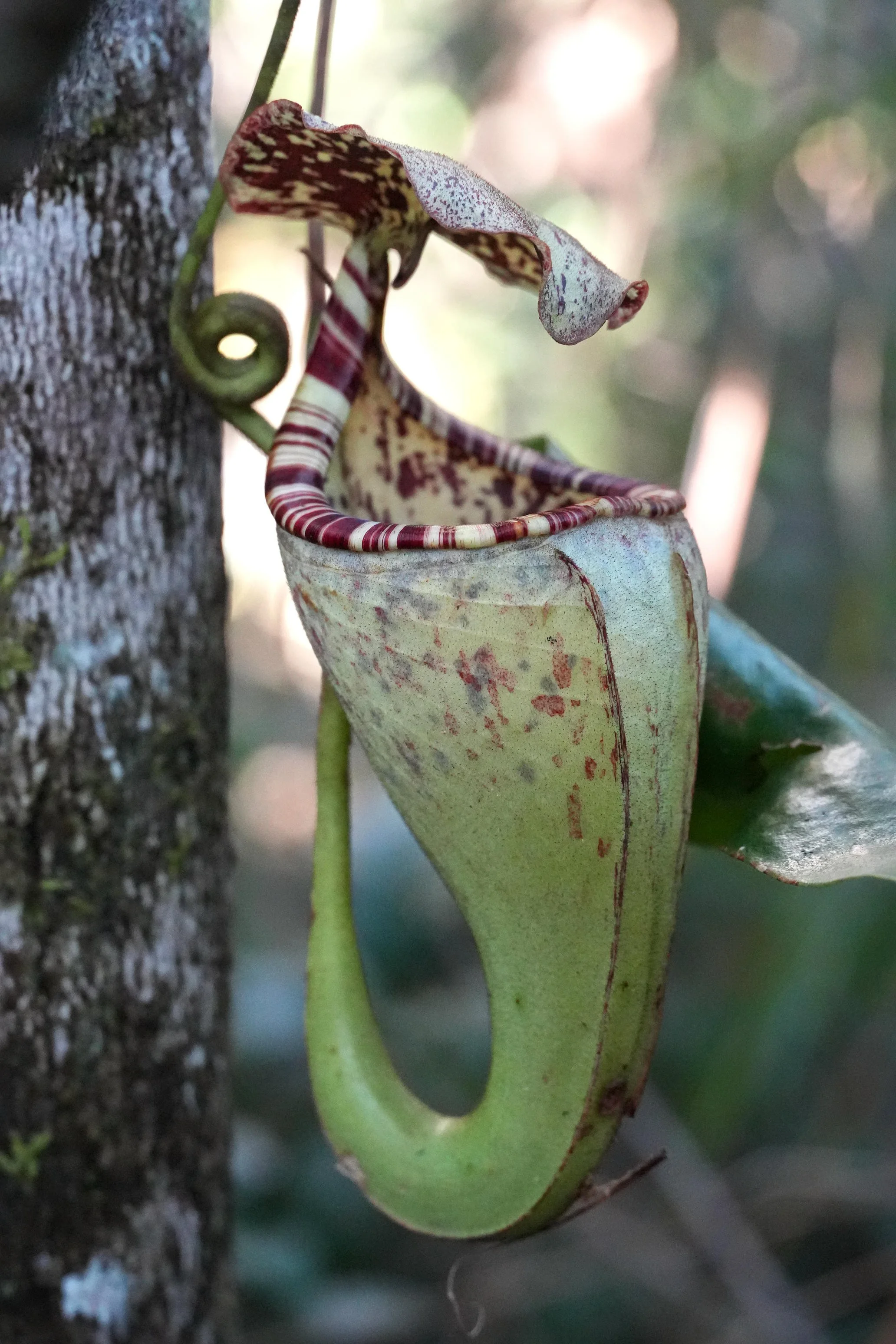 Nepenthes burbidgeae