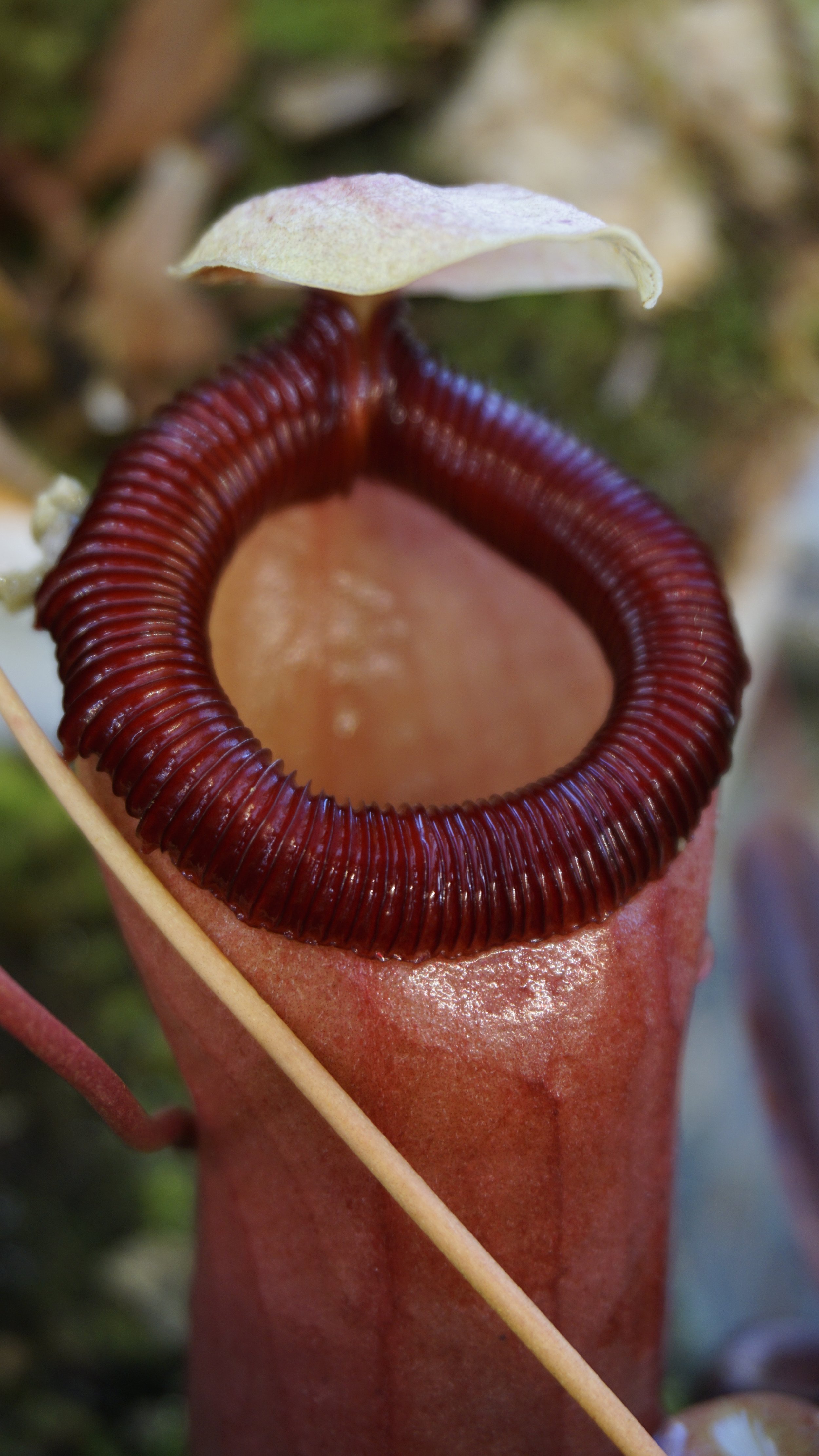 Nepenthes barcelonae