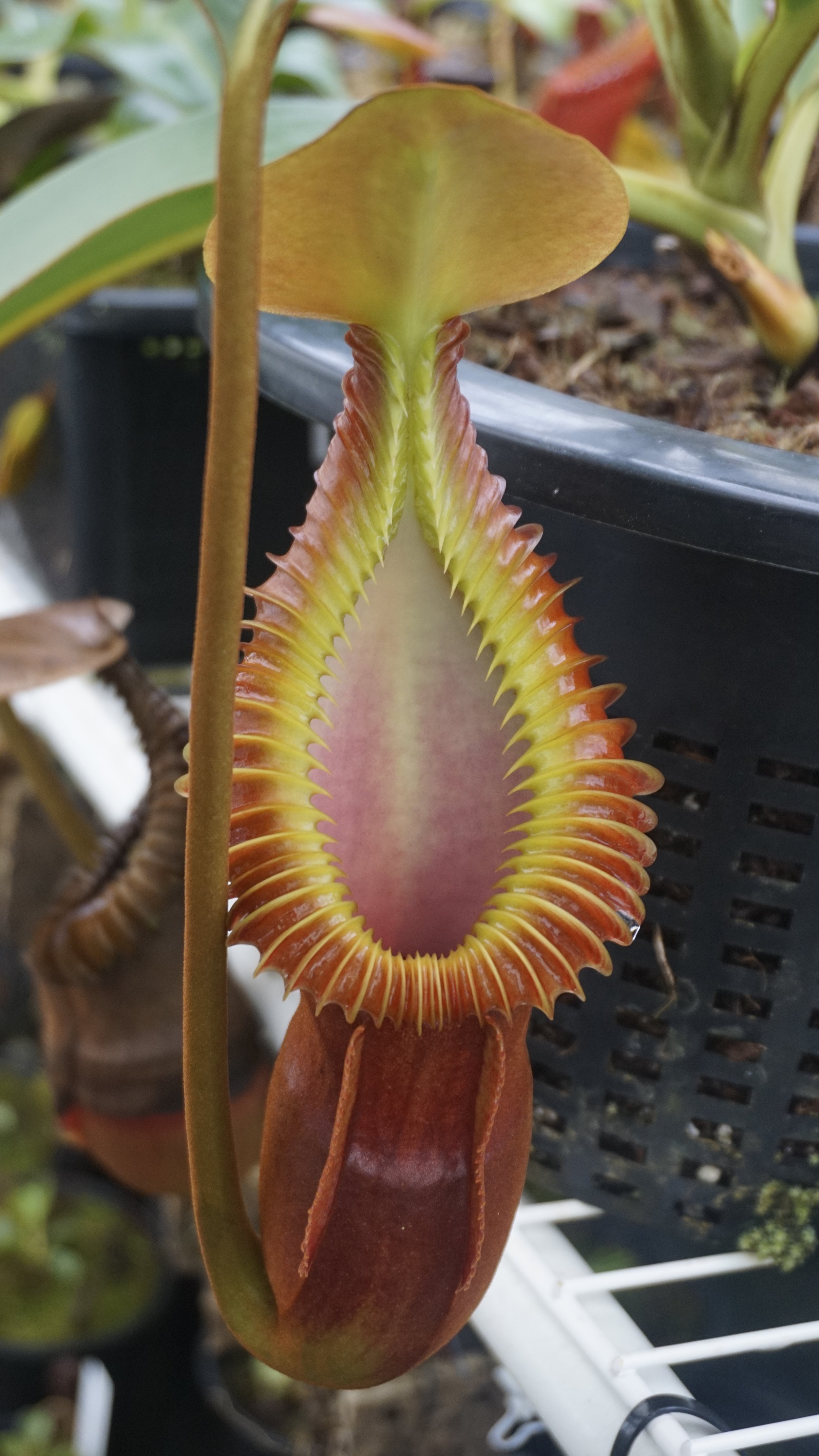 Nepenthes macrophylla