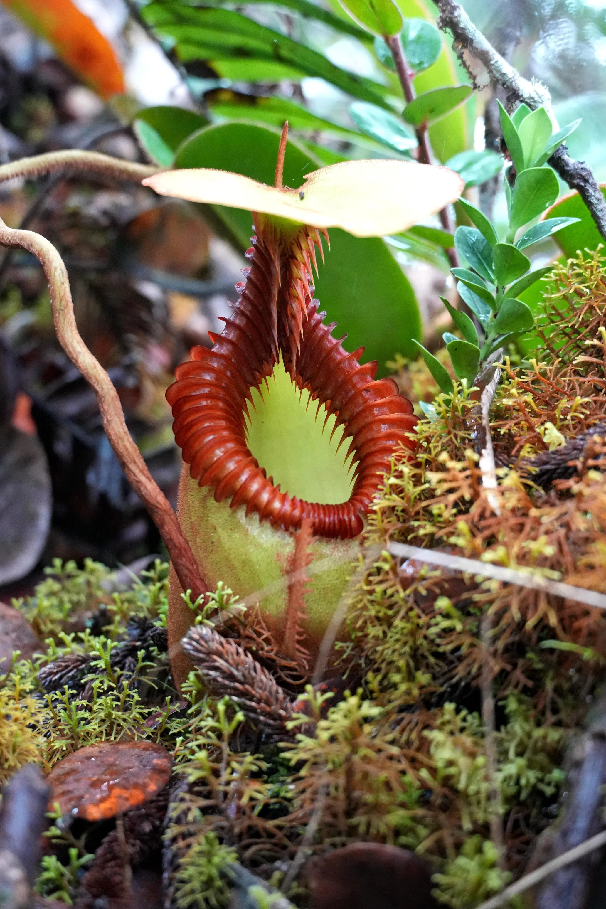 Nepenthes villosa - Pitcher in Moss