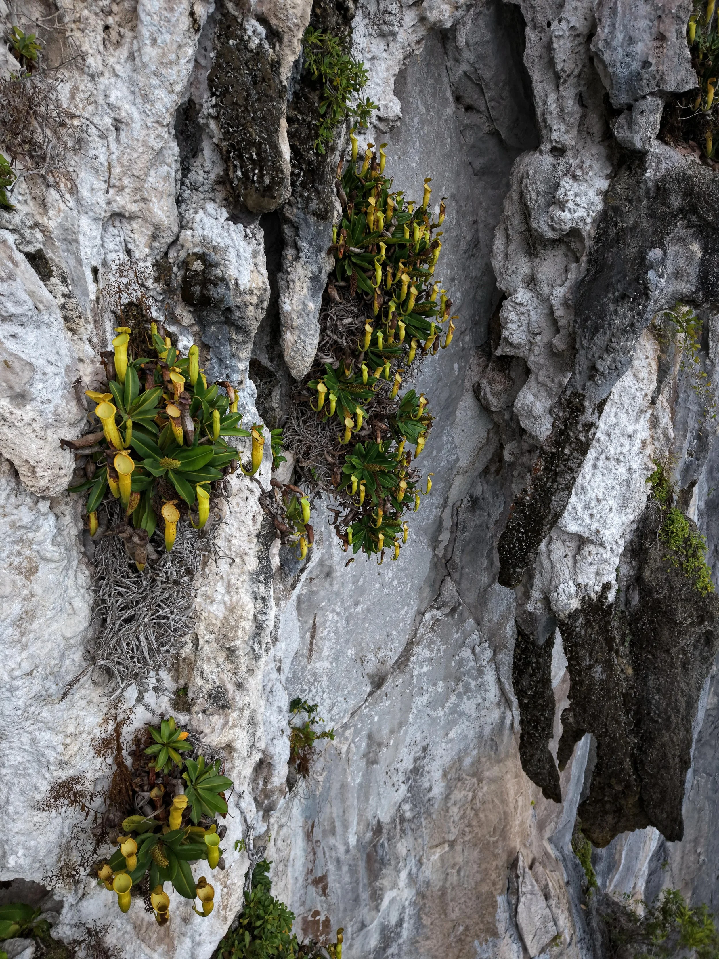 Nepenthes megastoma - Cliffside Perspective