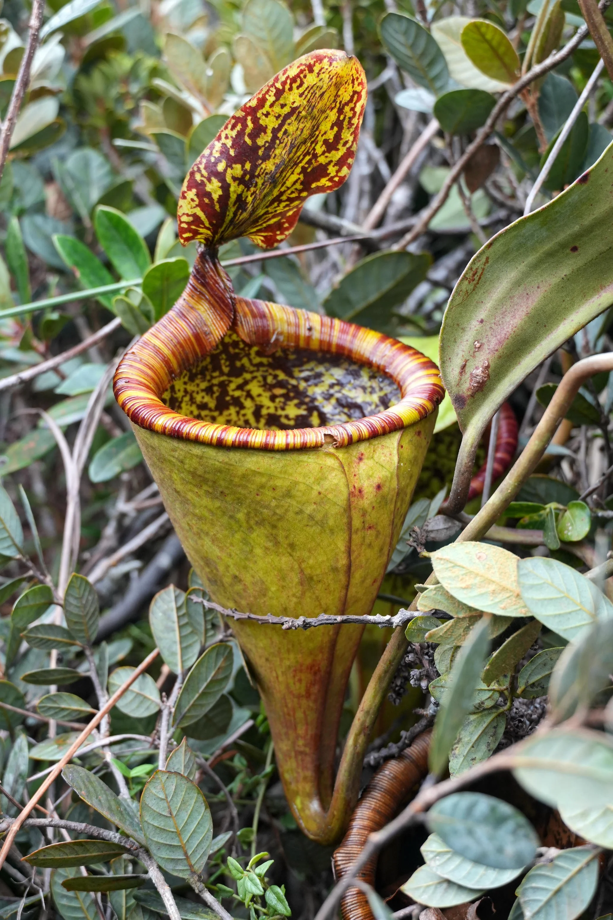 Nepenthes attenboroughii - Profile
