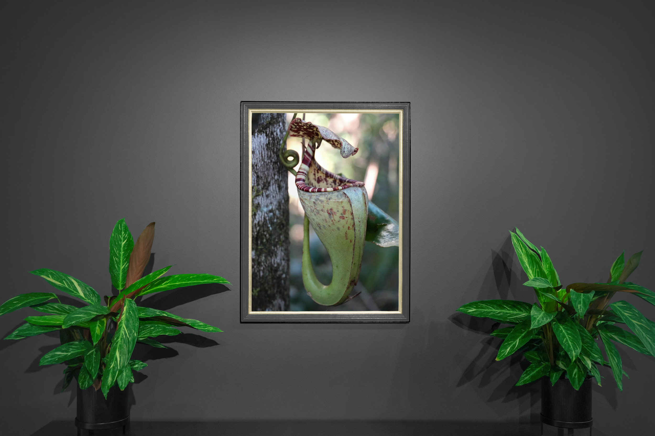 Nepenthes burbidgeae - Mockup.png