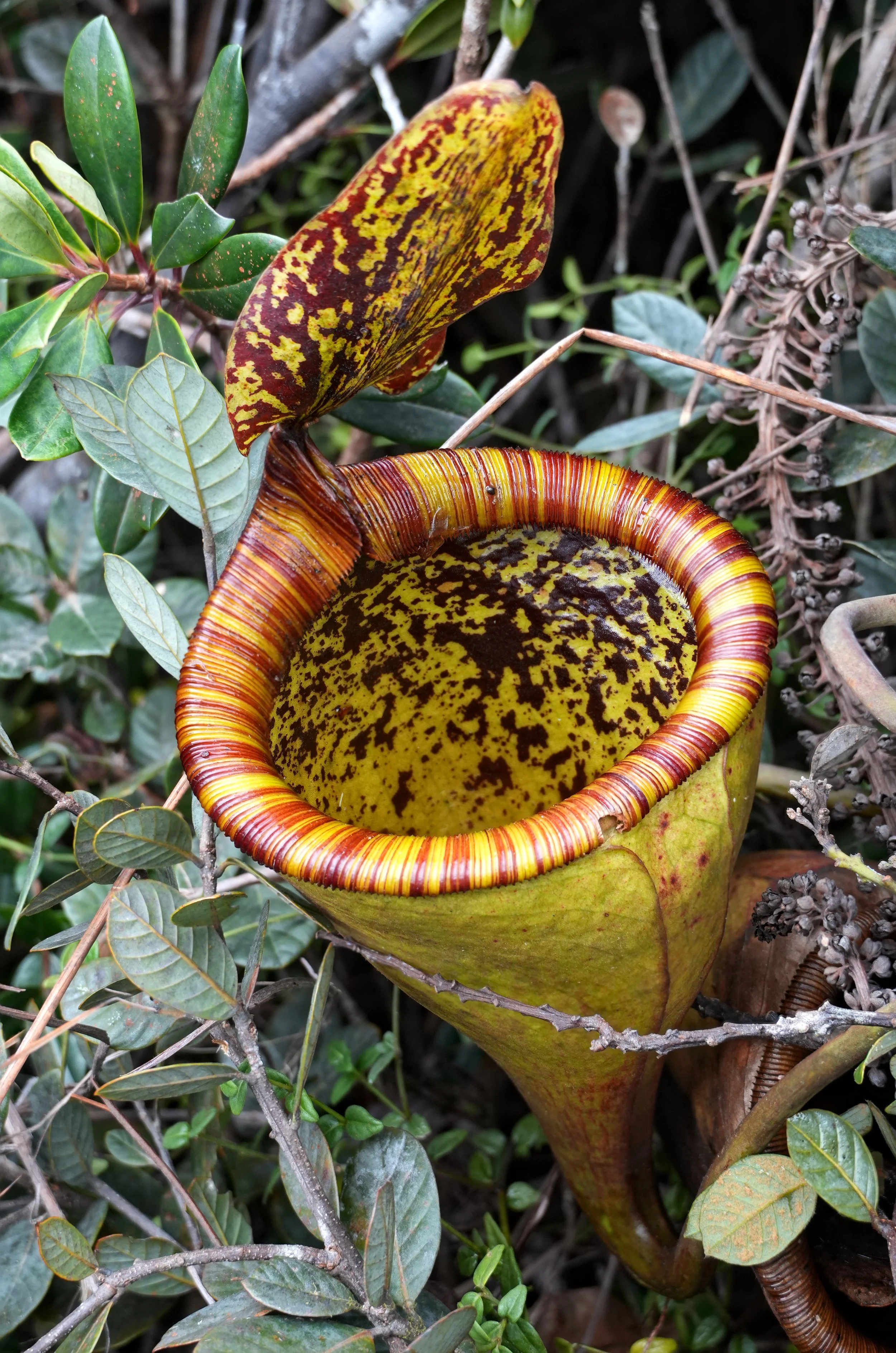 Nepenthes attenboroughii - Focus.jpg
