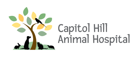 Referral Clinics — Capitol Hill Animal Hospital