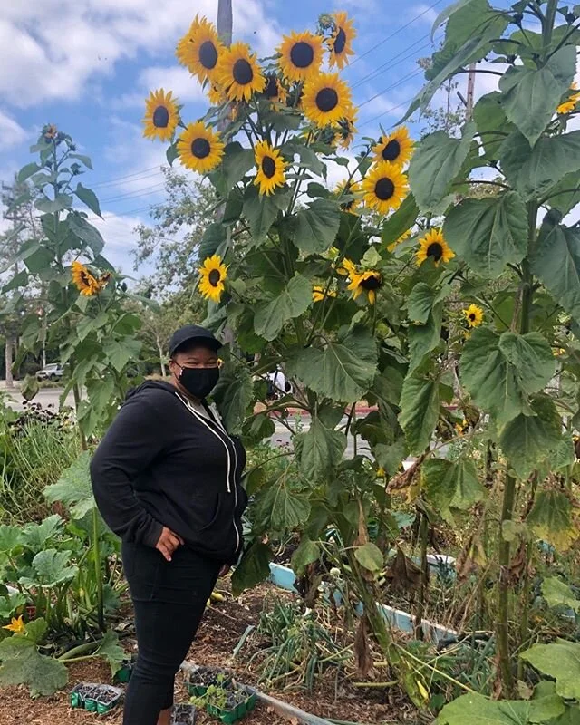 🌻Beautiful sky high sunflowers at our garden🌻  #youthhomelessness #losangeles #garden
.
.
.
.
"I want to be like a sunflower, so that even on the darkest days I will stand tall and find the sunlight" -Unknown