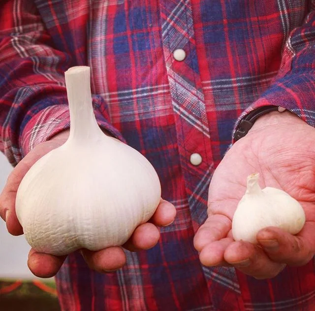 Gallery — Koonya Garlic Festival