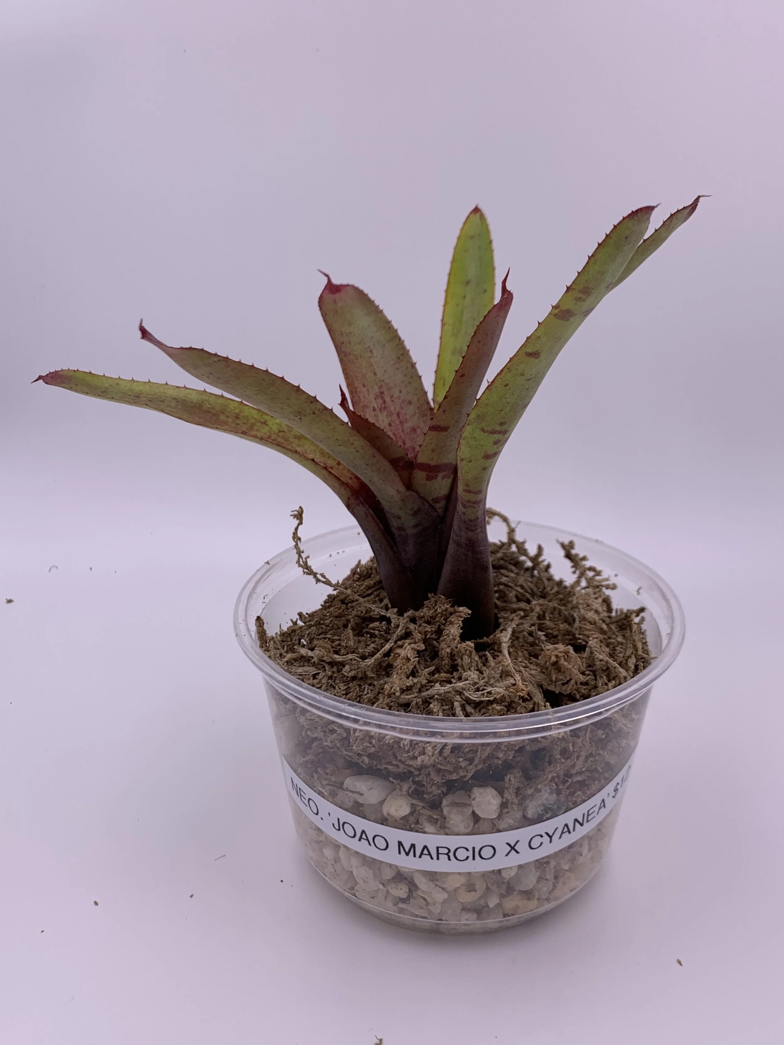 Neo. 'Joao Marcio x Cyanea'