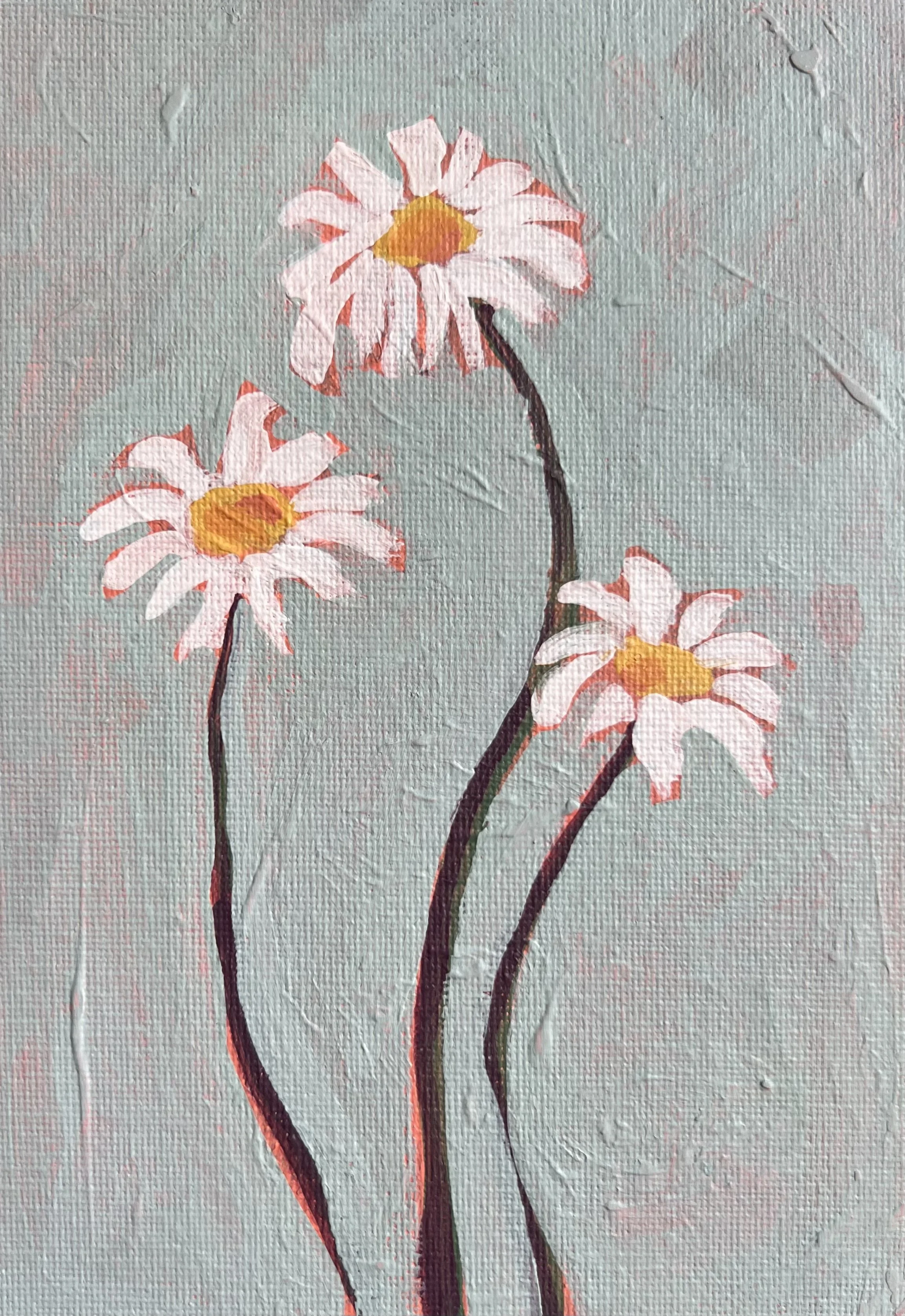 Daisies