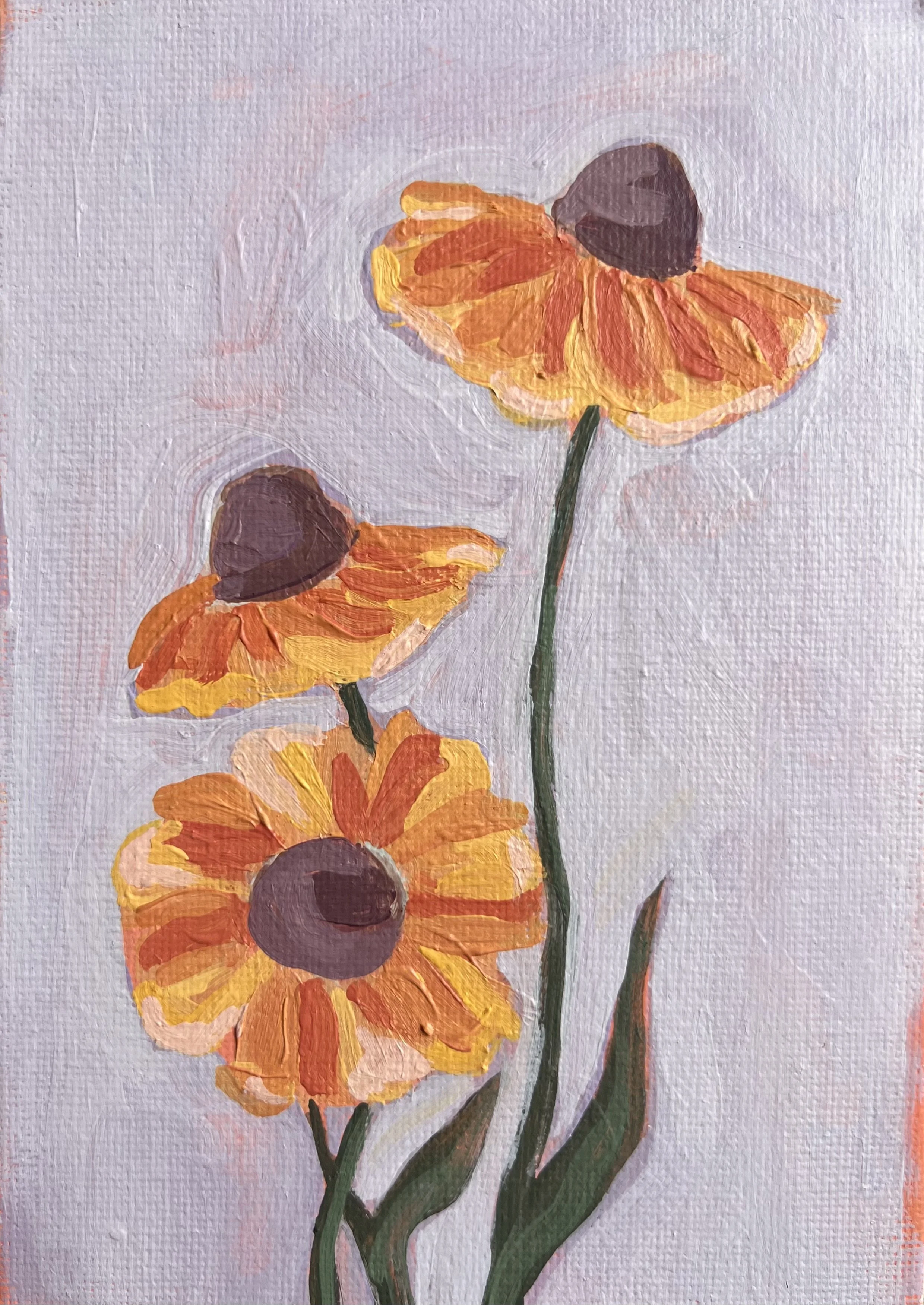 Black Eyed Susan
