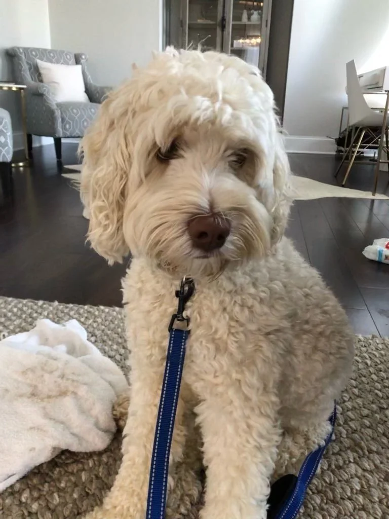 Teddy