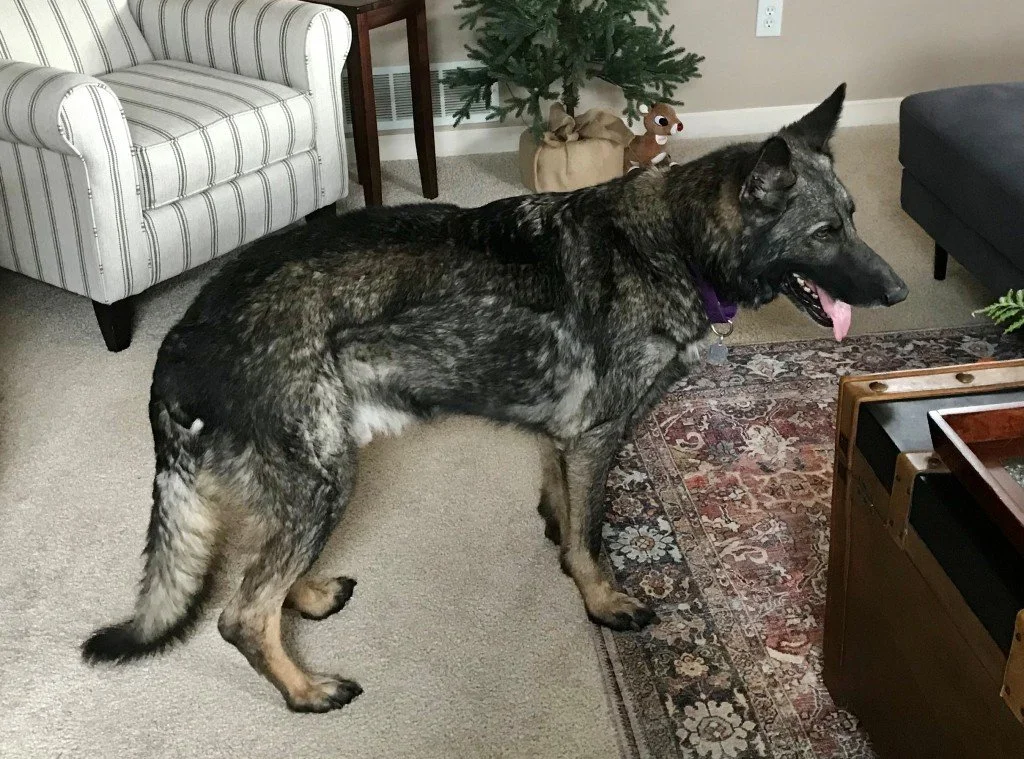 Ripley