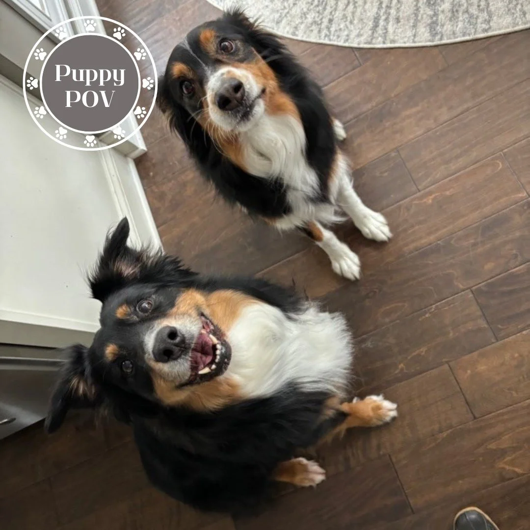 Woof woof from your favorite Aussie sisters!

 We are Lola &amp; Zoey and we live in Hilliard. Rebecca does our Around the Clock care and really enjoy having company since we're used to our pawrents working from home. We love being the center of atte