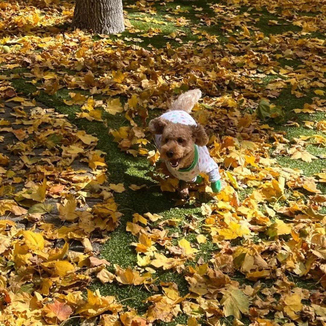 This fall weather is giving us the zoomies! Thanks Roobin for proving our point.
