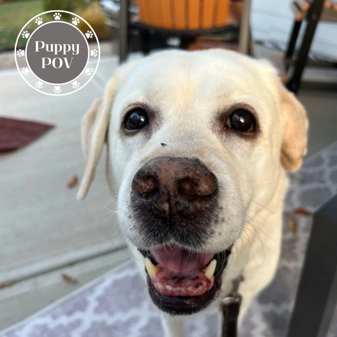 Woof! Tucker here! 🐾

I may be a distinguished 12-year-old yellow lab gentleman, but I still know how to live my best life! Sure, my walks with Della are a bit shorter these days, but who's complaining when I can be a professional patio lounger? It'