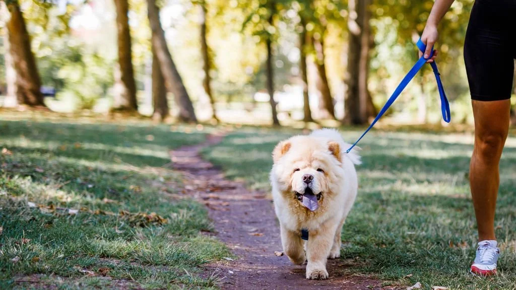 Puppy Walking Tips to Stop Leash Pulling for Good