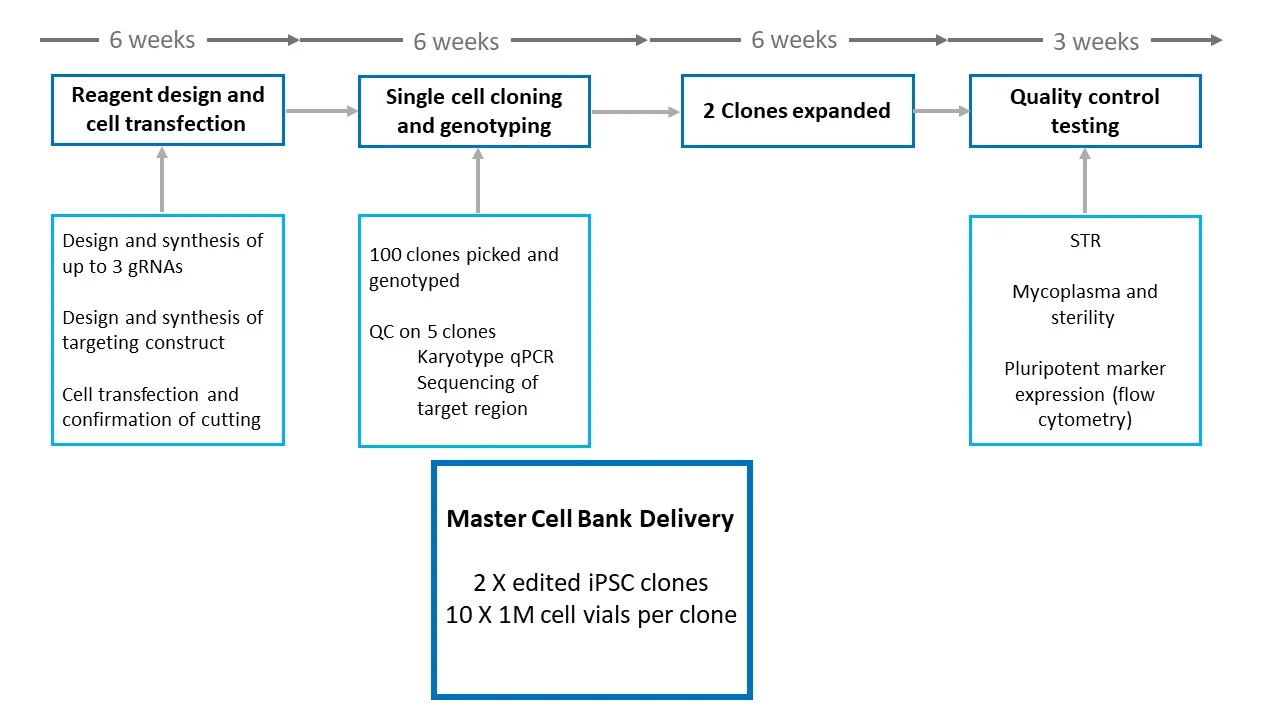 iPSC gene editing delivery time lines.jpg