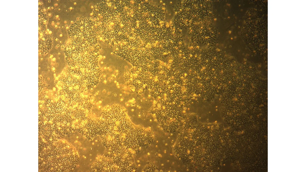 human stem cell iPSC reprogramming services.jpg