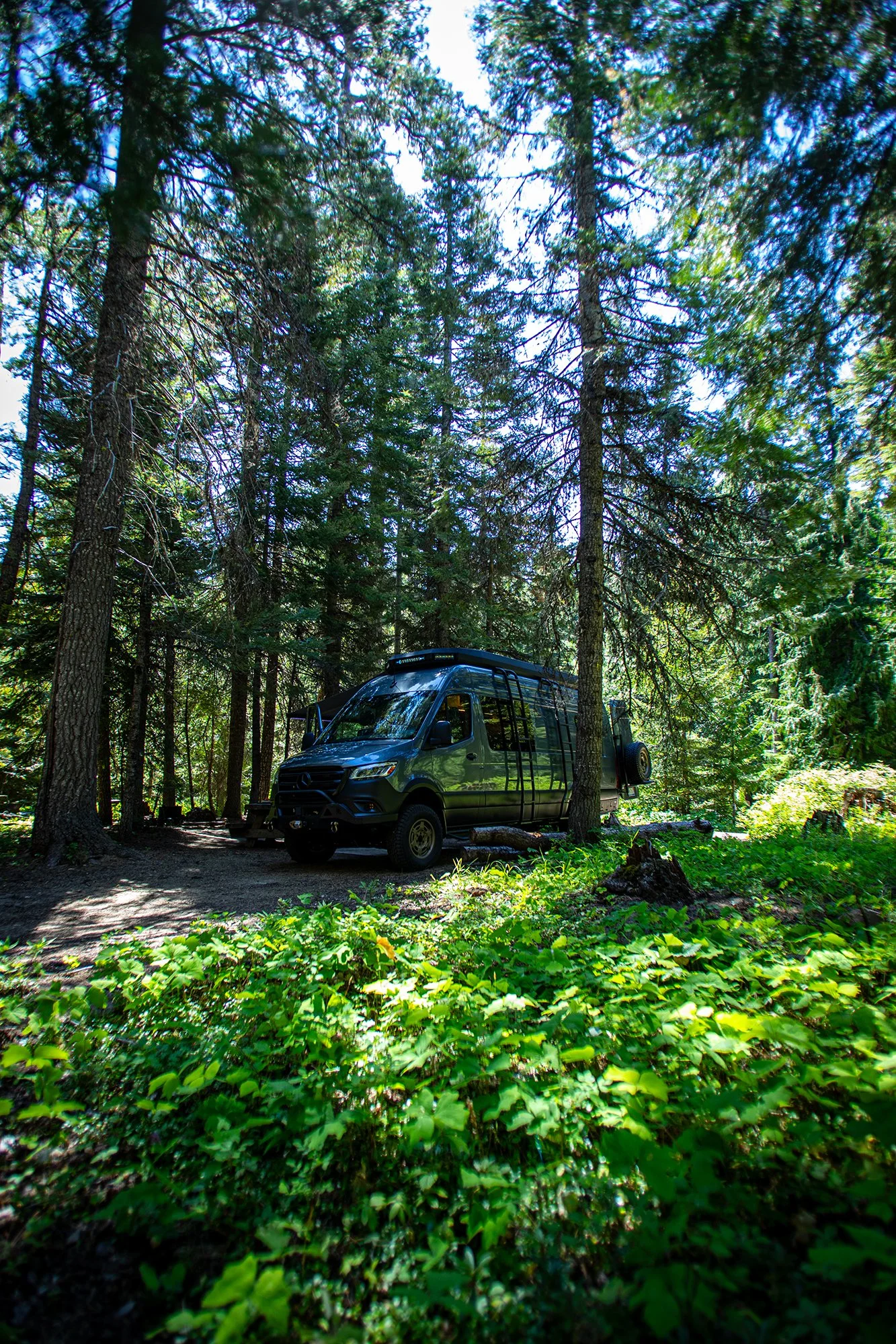 EAV Earl Gray in the woods