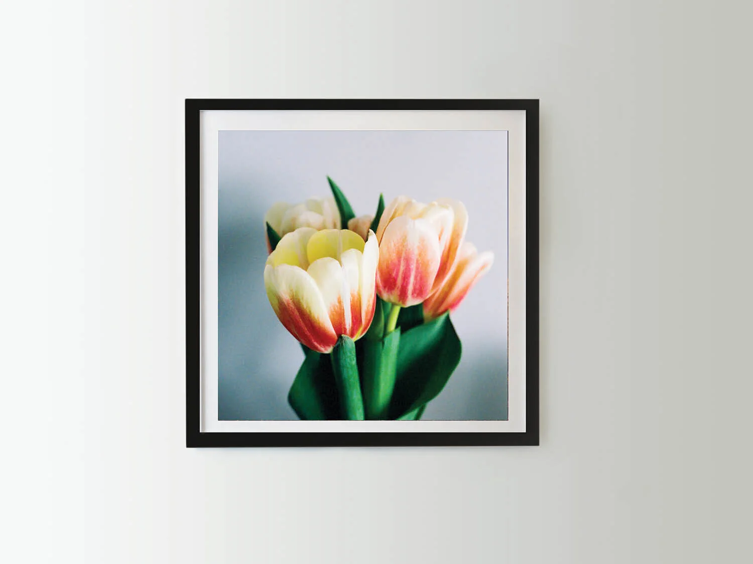 soft-tulips-black-square.jpg