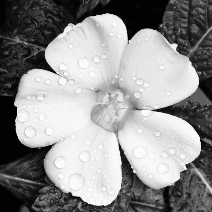 Damiana, an aphrodisiac of the season.