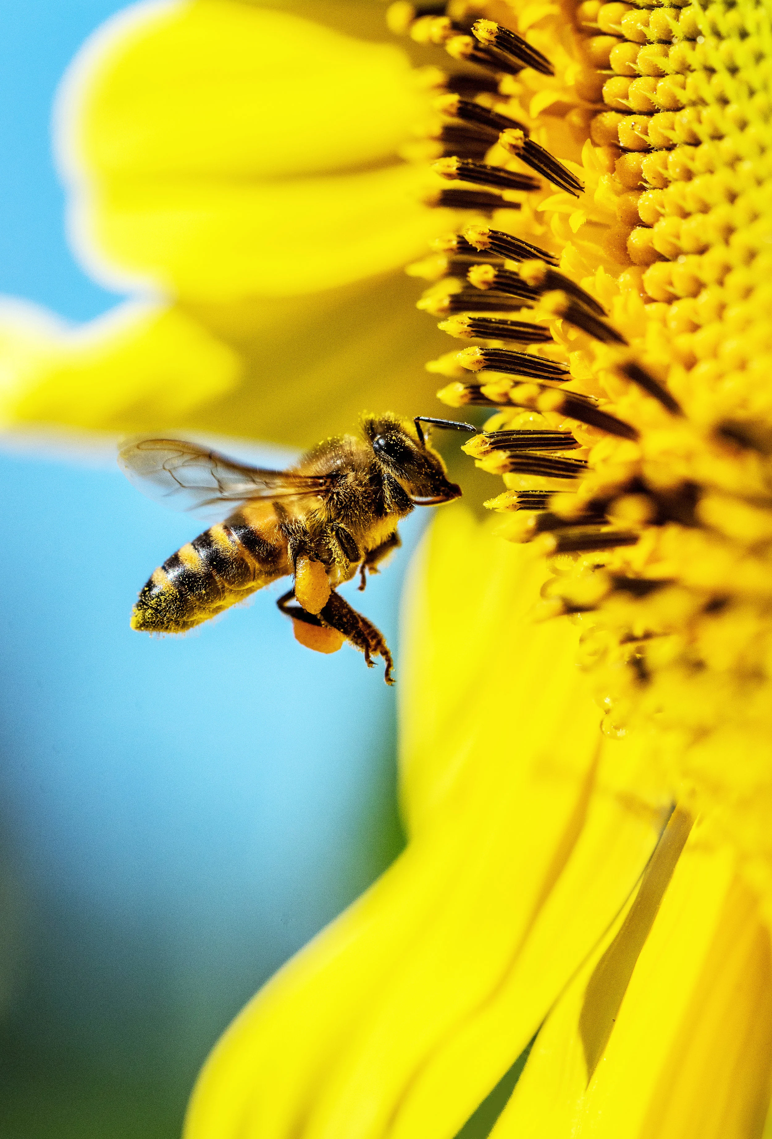 End of Year Working Bee