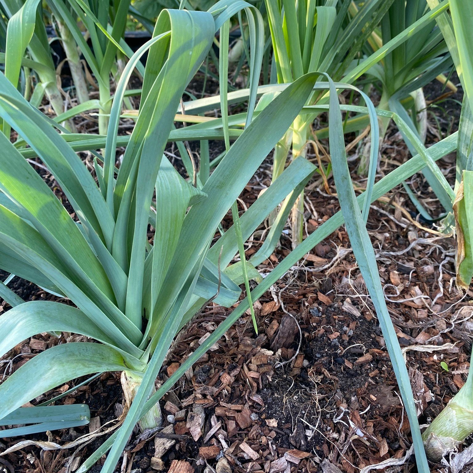 We always have great success growing leeks. What's your favourite leek recipe?