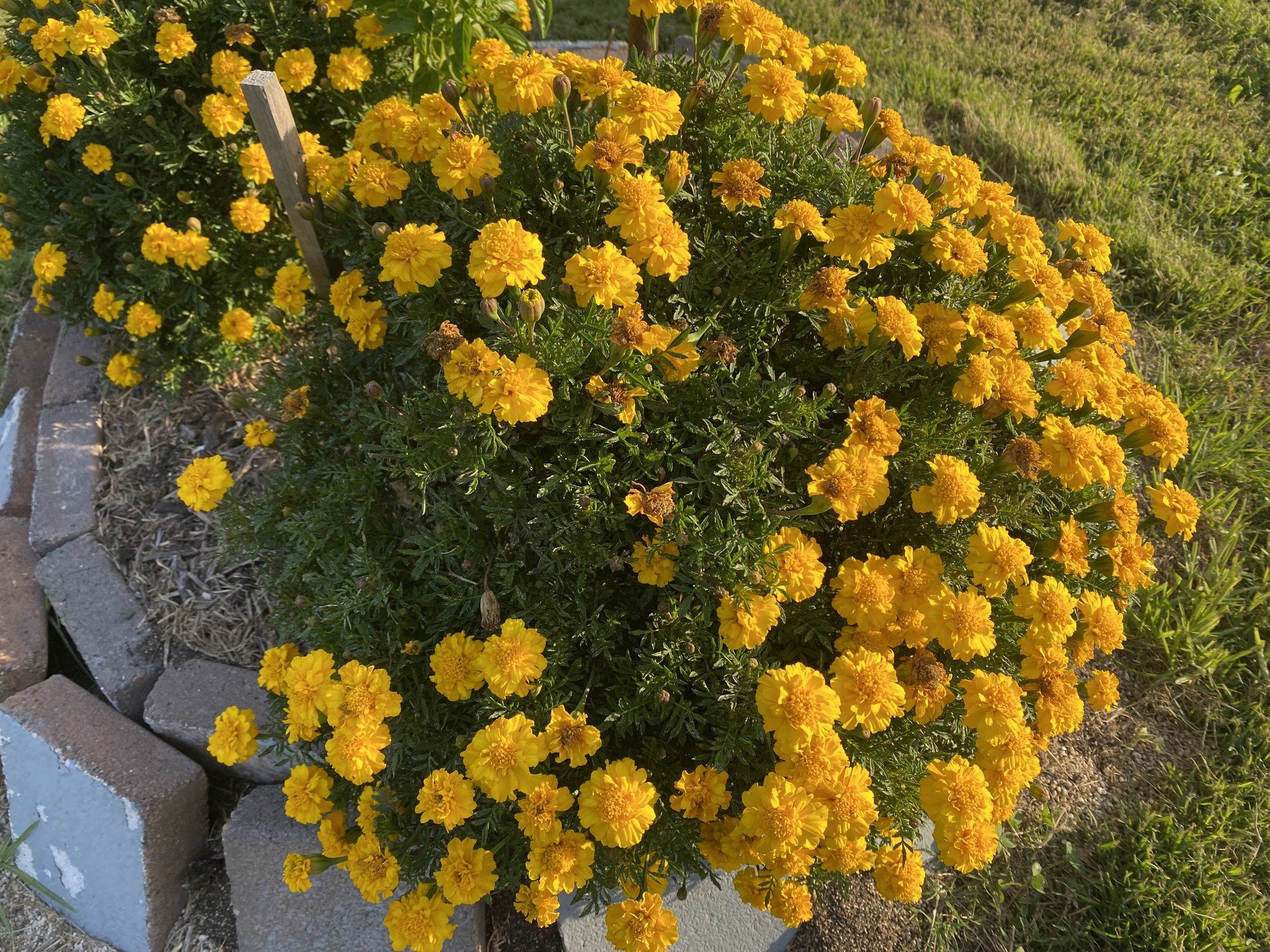 Marigolds make a gorgeous pop of colour at this time of the year AND repel pests.