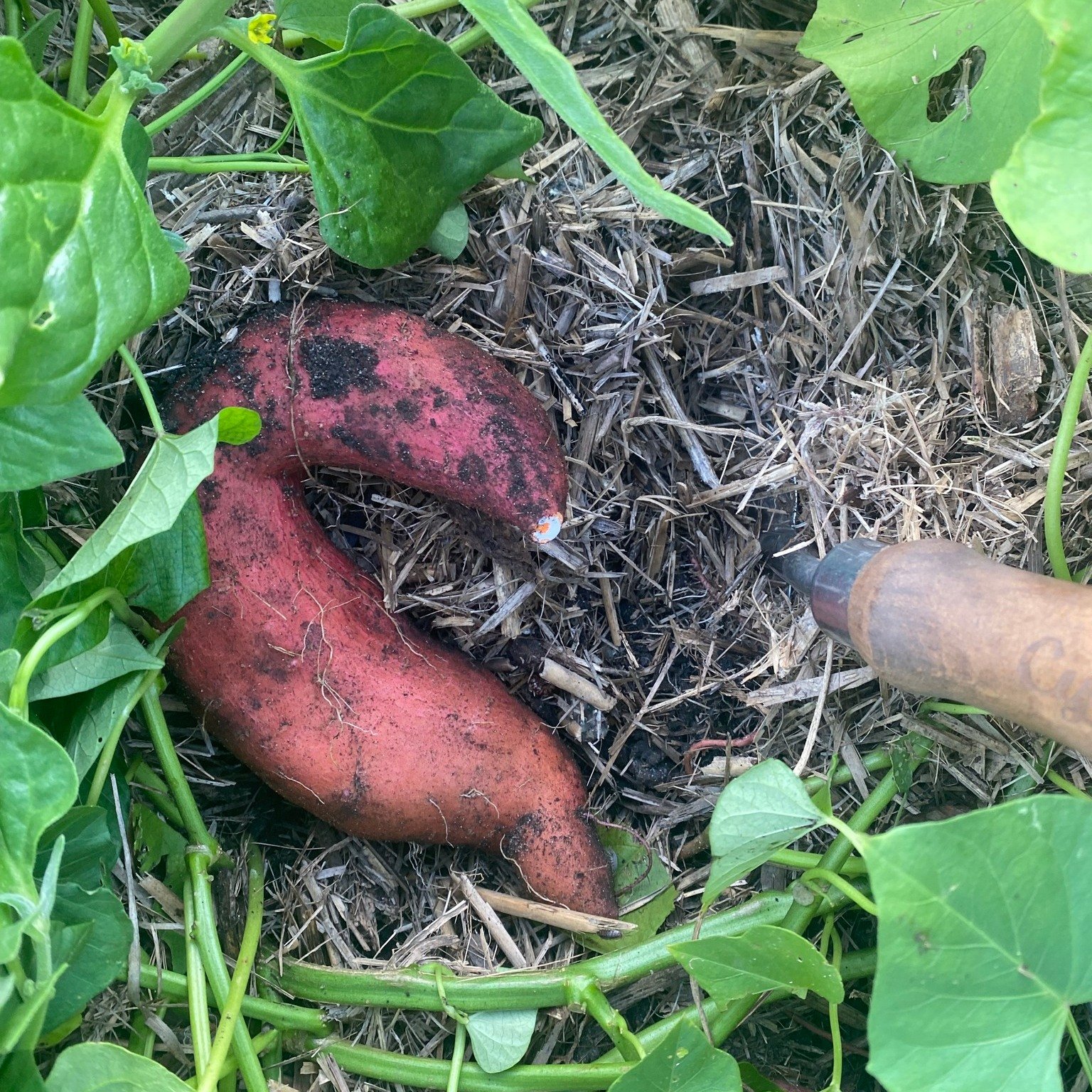 One of our new members just learnt how to &quot;bandicoot&quot; for sweet potatoes. (This is where you gently dig in &amp; under the vine until you feel a potato &amp; then pull it out.) She found a biggy!