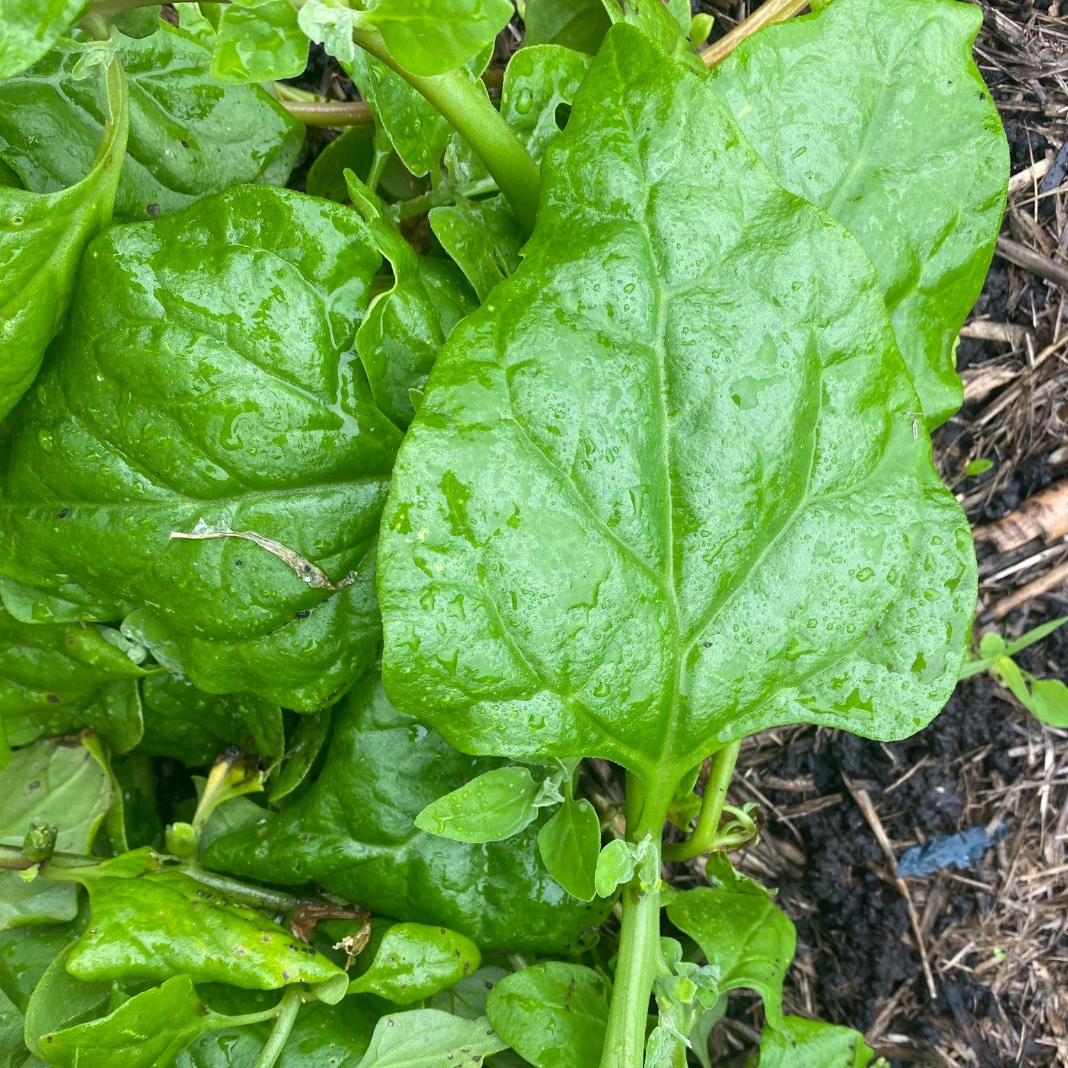 Lots of warrigal greens in the garden at the moment. They're a good spinach substitute - just be sure to cook them before eating. Here are some recipes: https://www.notquitenigella.com/2018/05/17/warrigal-greens-recipes/