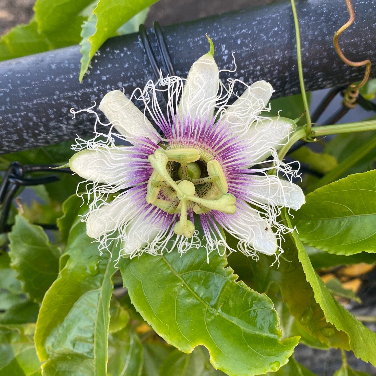 We have passionfruit flowers and we have baby fruit. Let's hope the white cockatoos don't find them this year (highly unlikely)!