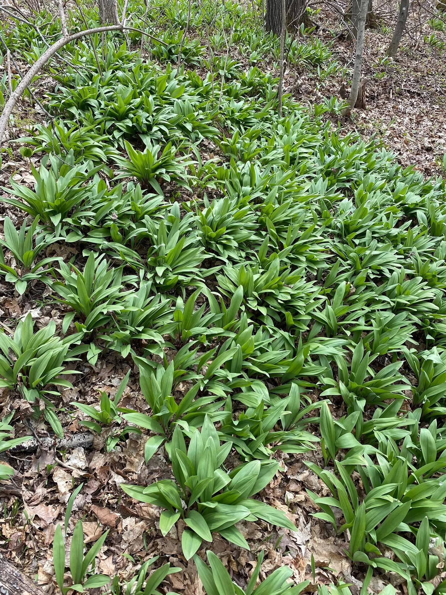 Spring keeps inching its way in @thebungalowclubmpls 🌱

Local ramps &amp; rhubarb have officially made their way onto the Burger Club menu tonight 🍔🌭

Get in here and give them a try.

P.S. Yes&hellip; I am absolutely that clich&eacute; cook who g