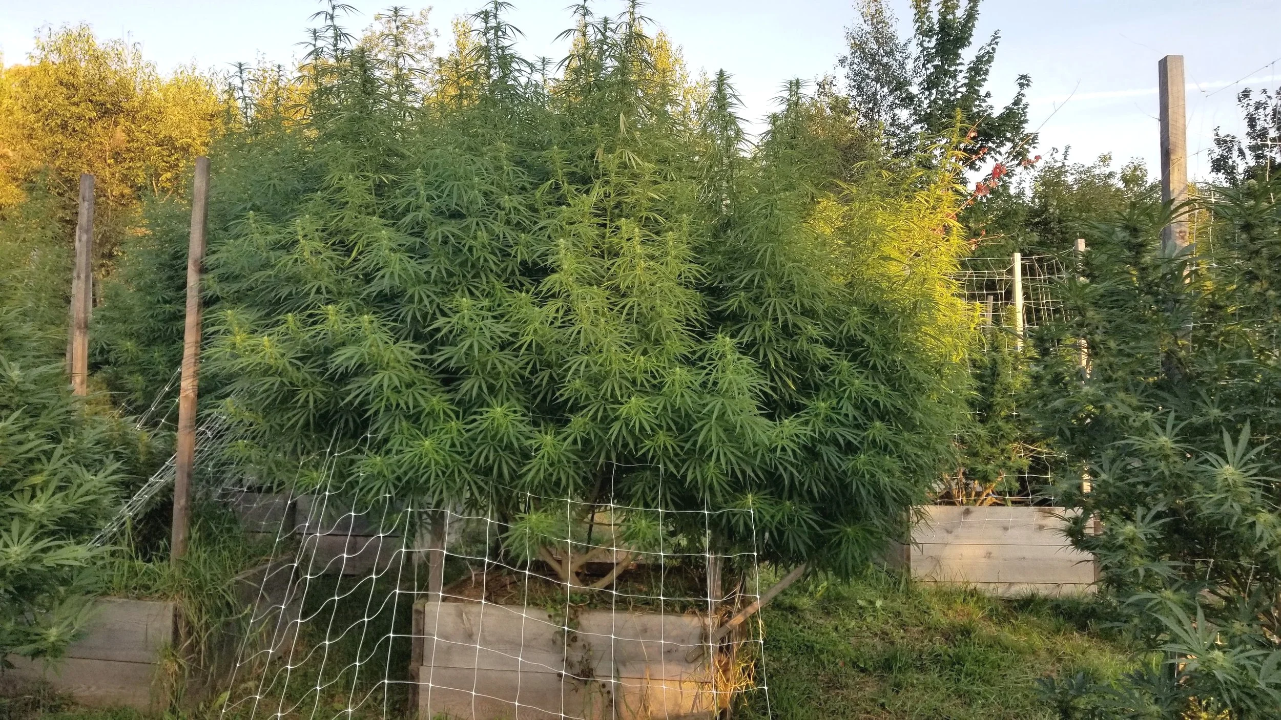 rsz_2018_grow.jpg