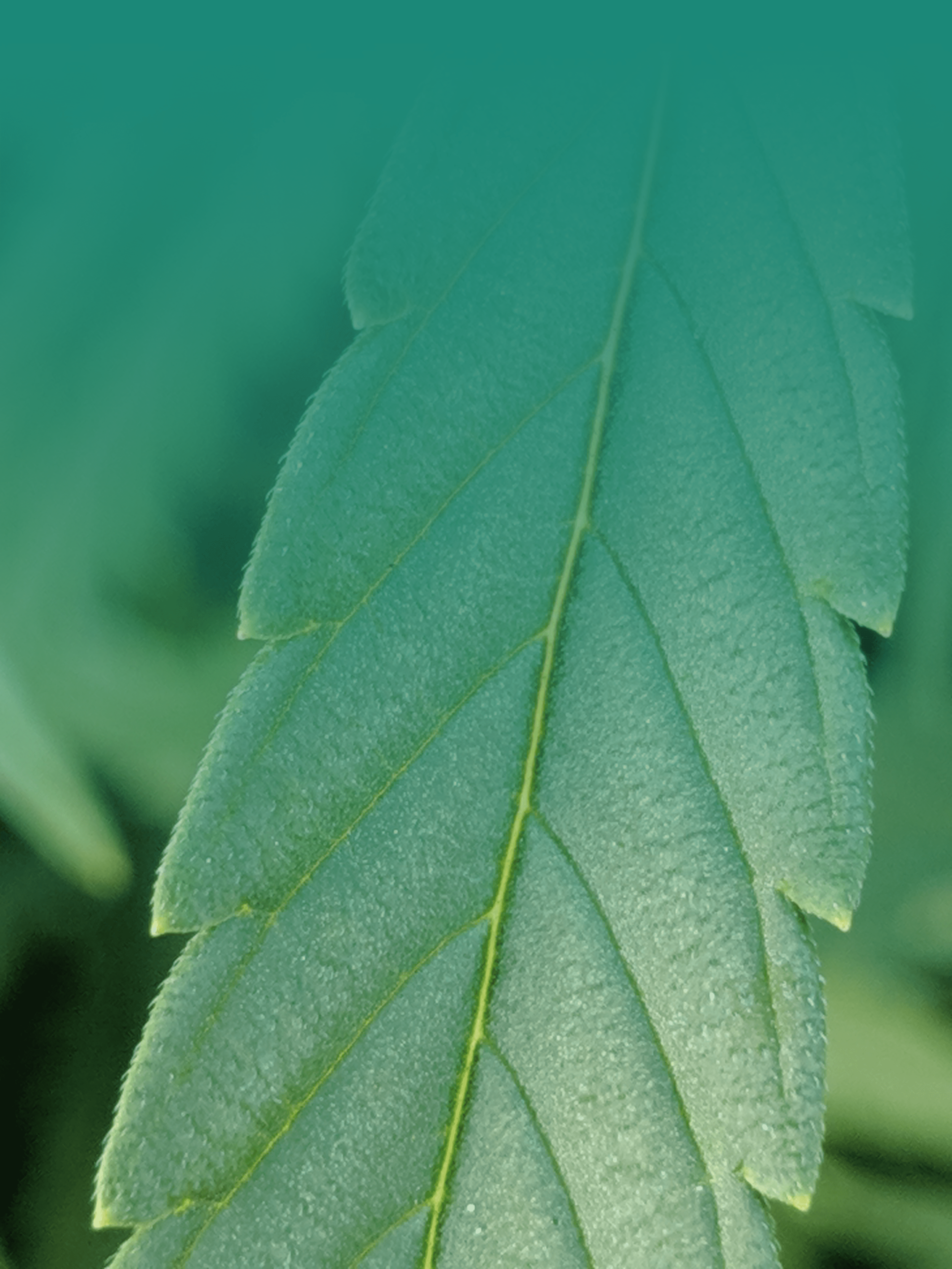 leaf-gradient.png