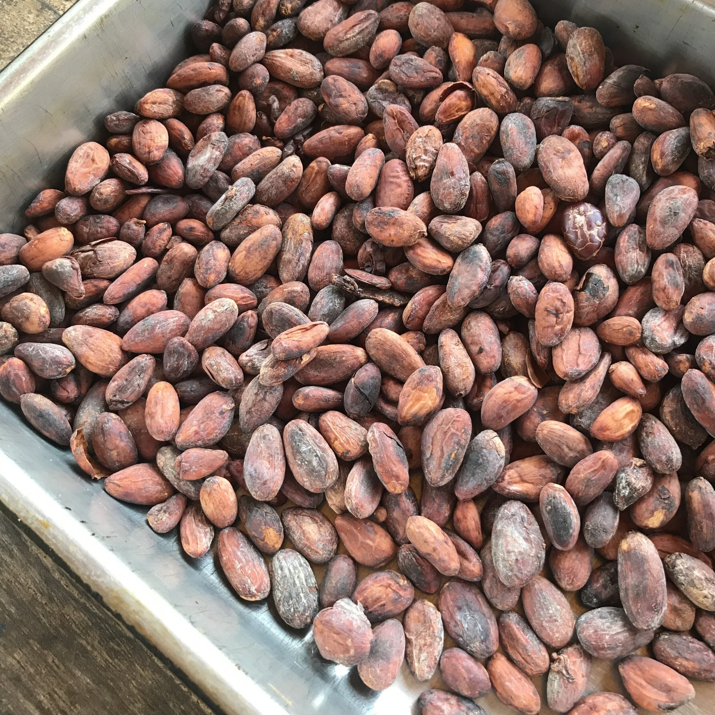 Does Chocolate Grow on Trees?
