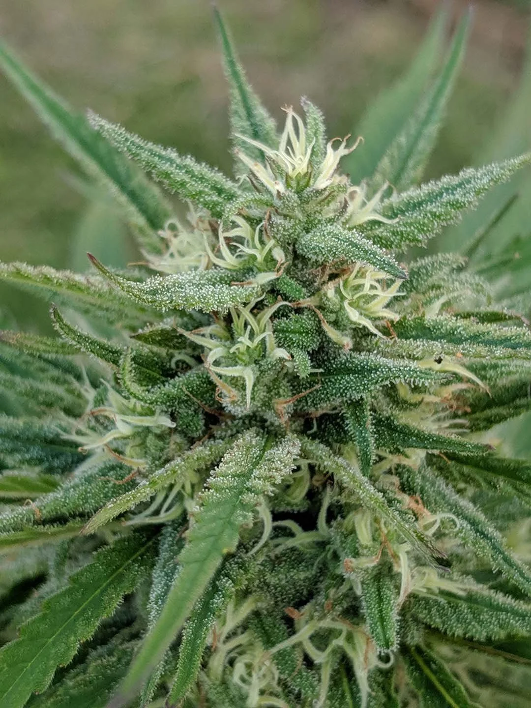 grow1.jpg