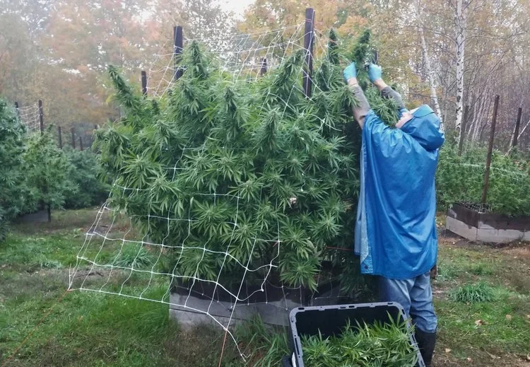 grow4.jpg