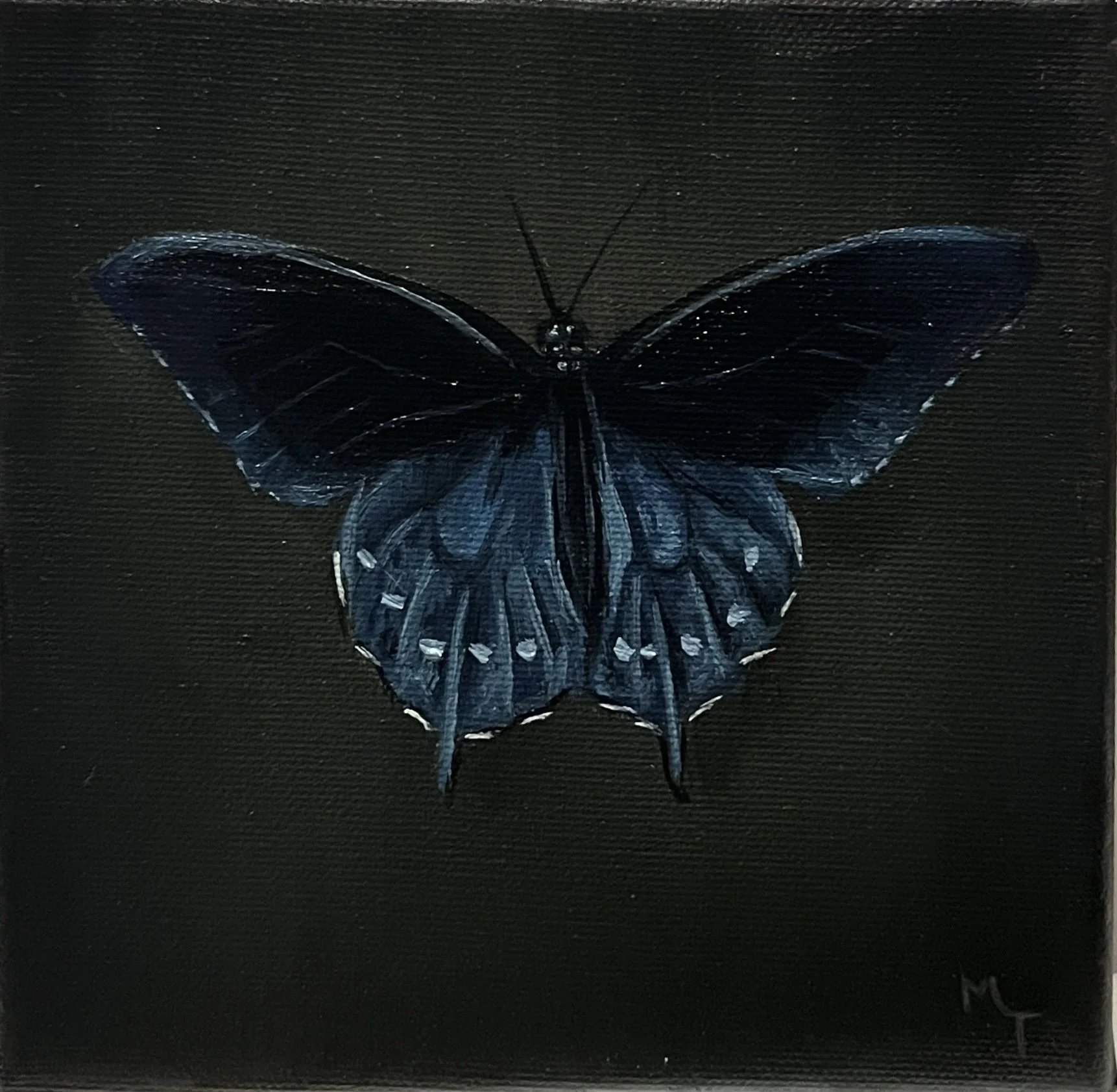 Pipevine Swallowtail