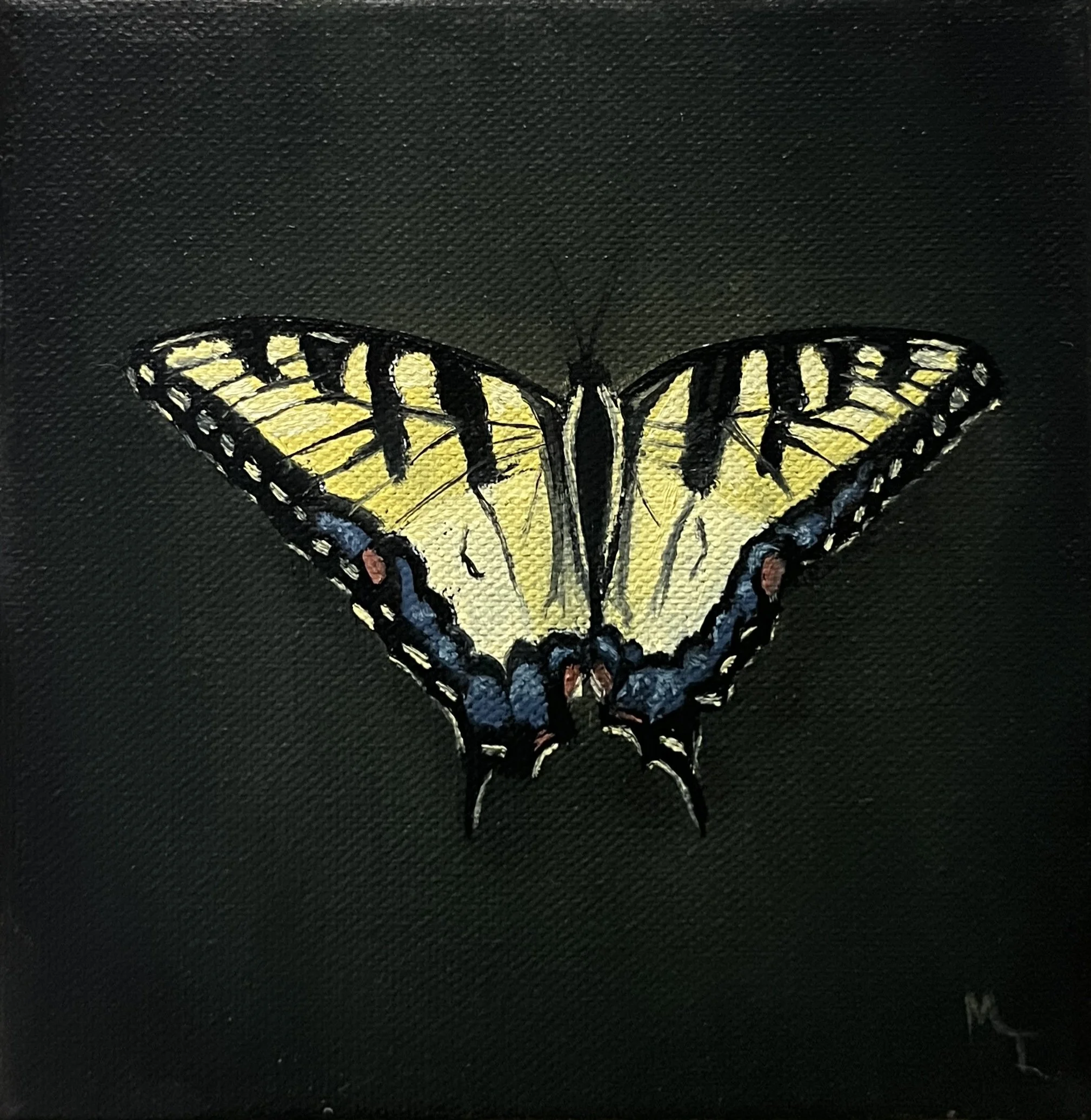 Eastern Tiger Swallowtail