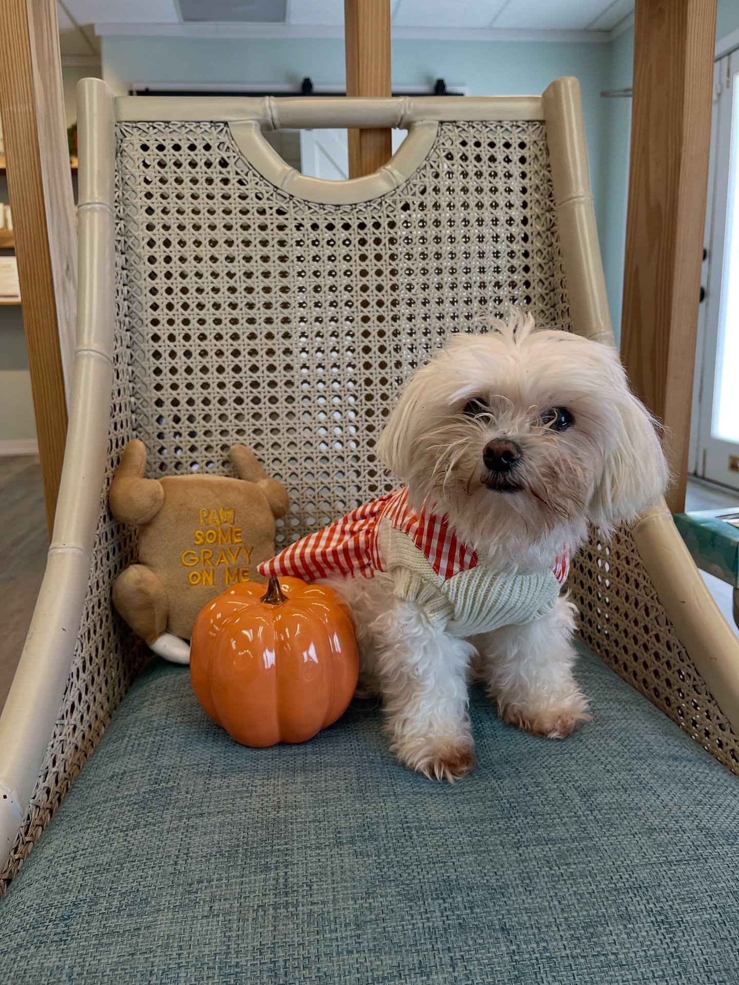 Warning: this little turkey is a professional snack thief 😅