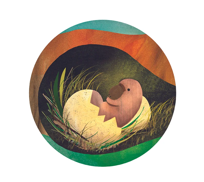 Percy The Platypus