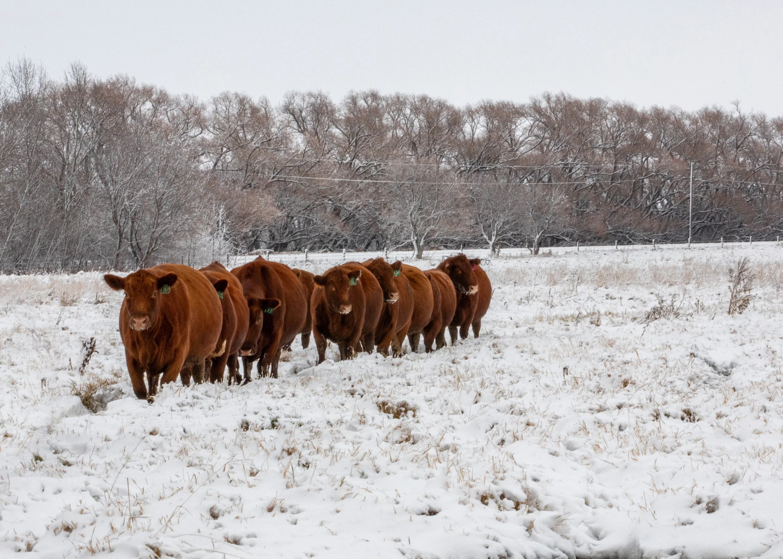 Stop in for a herd tour anytime!