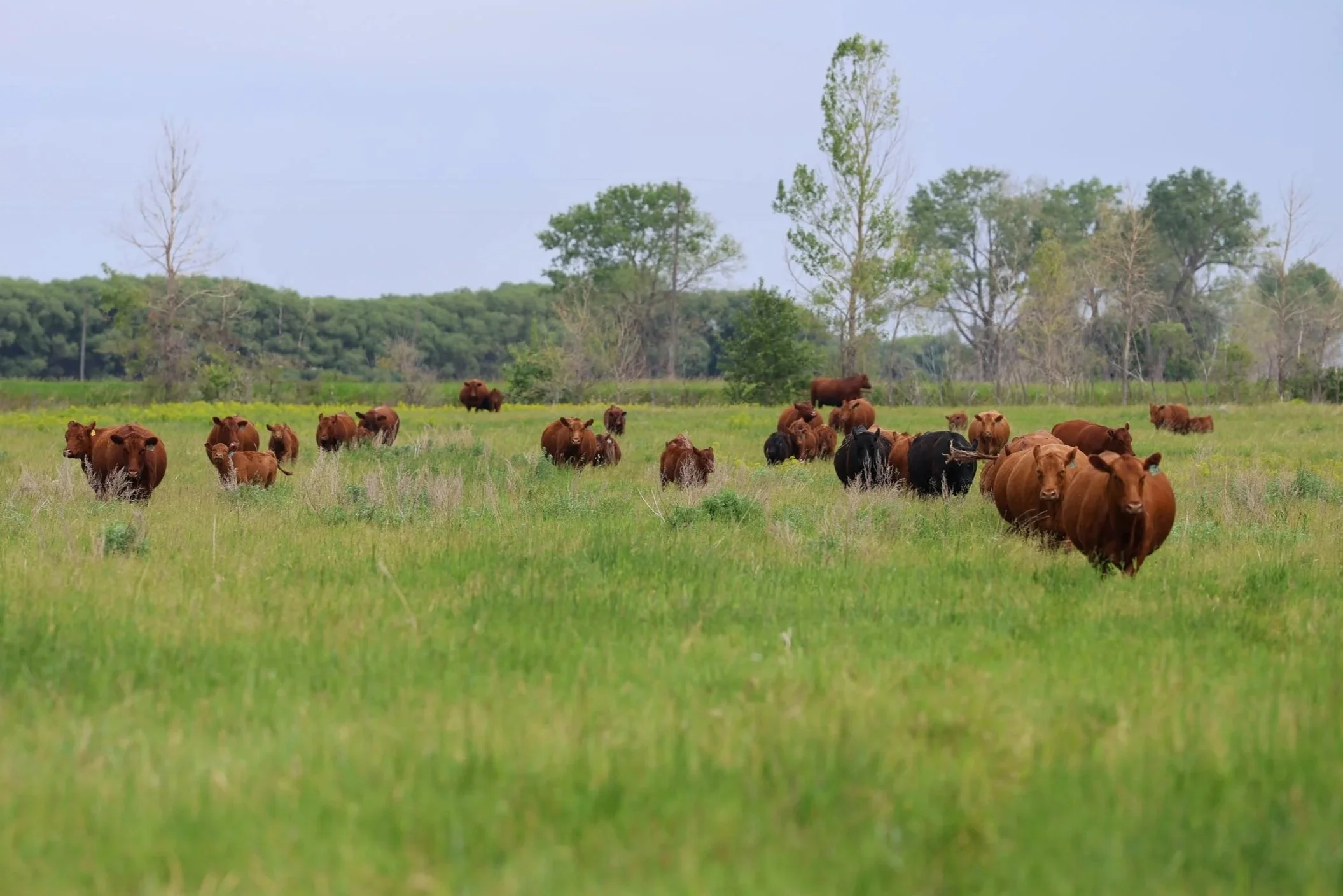 Stop in for a herd tour anytime!