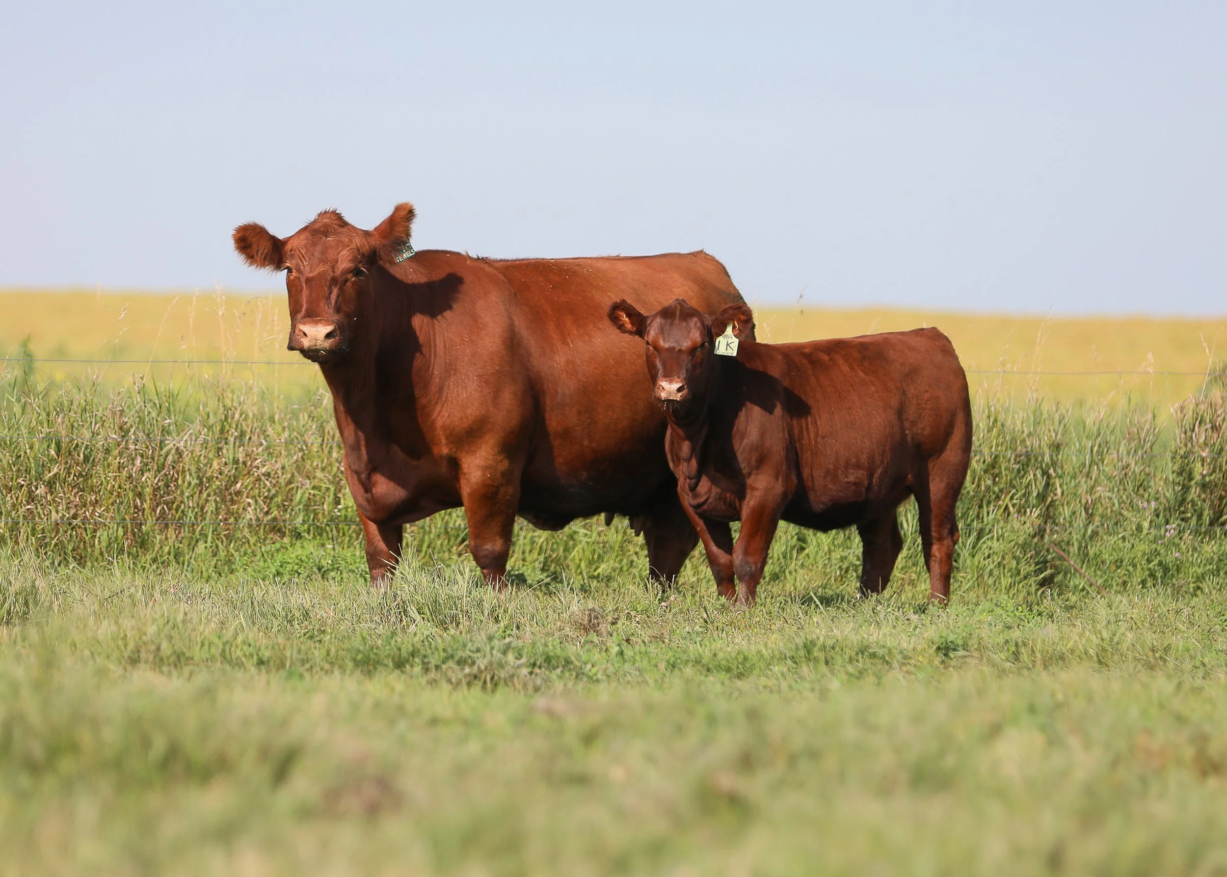  Mar Mac Farms ‘Sharing the Herd’ Dispersal  December 22, 2026 